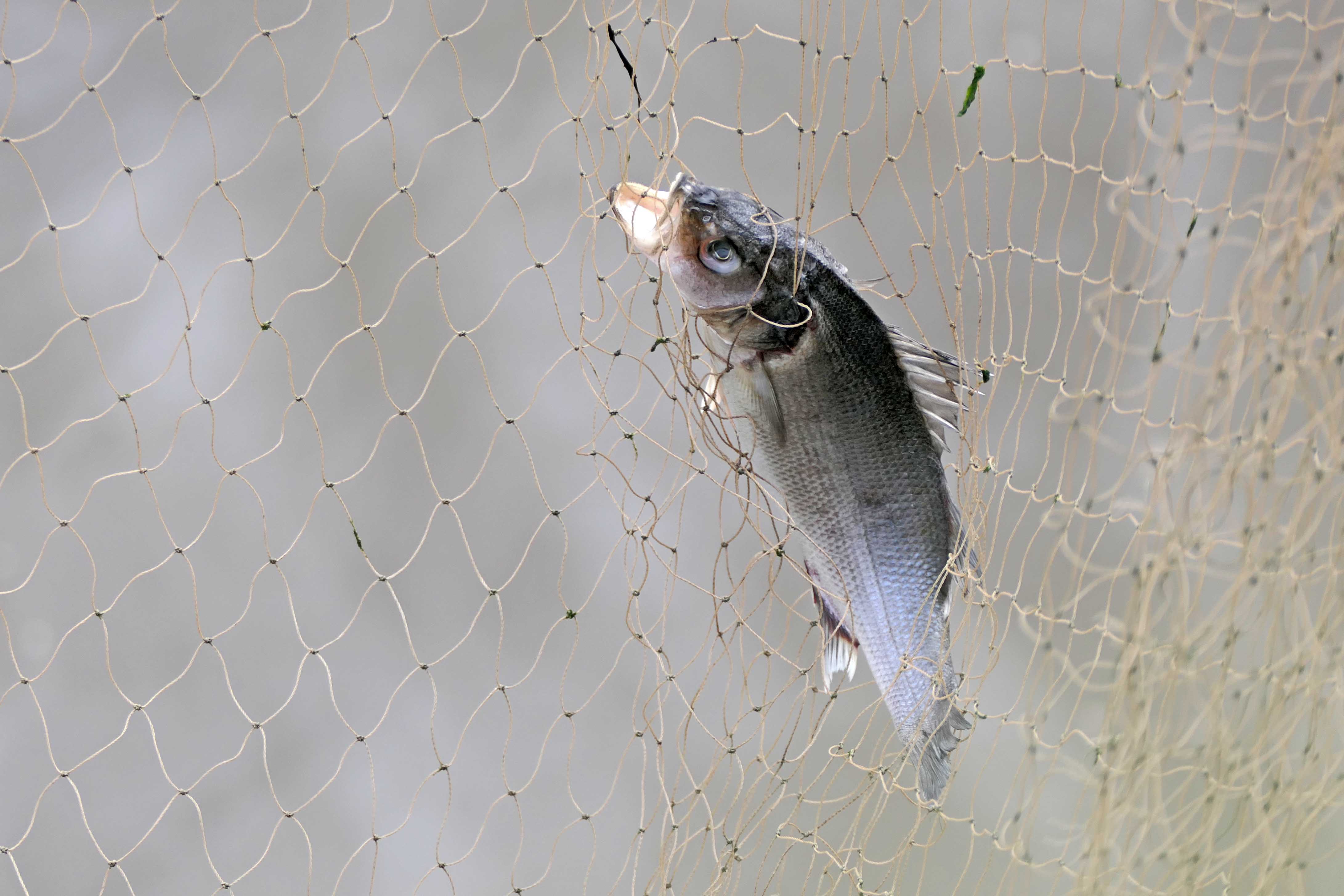 240406 barrage fish (2)