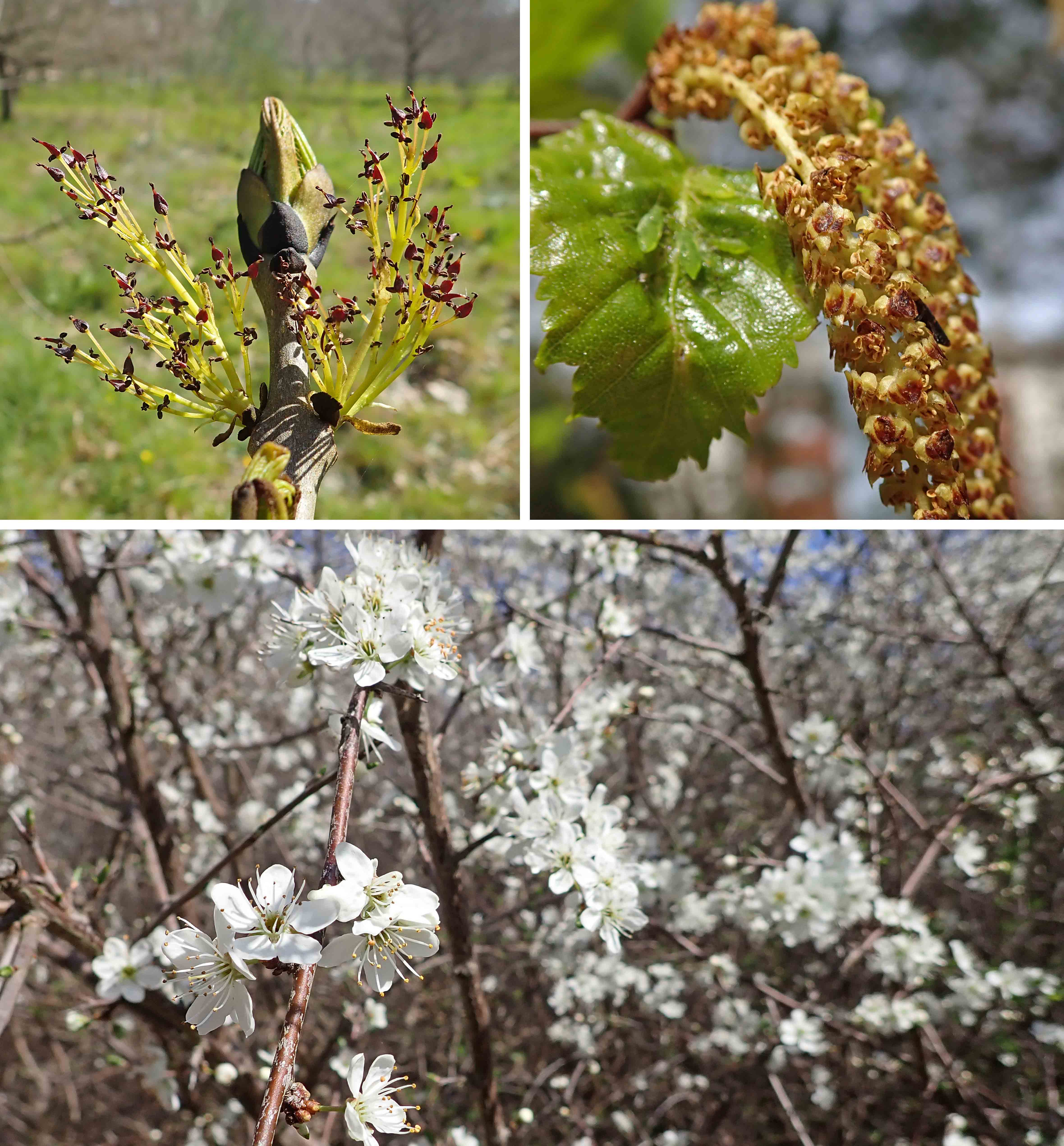 240414 ash birch blackthorn