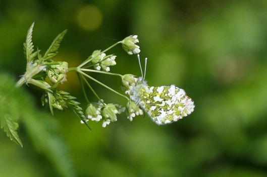 240417 orange-tip