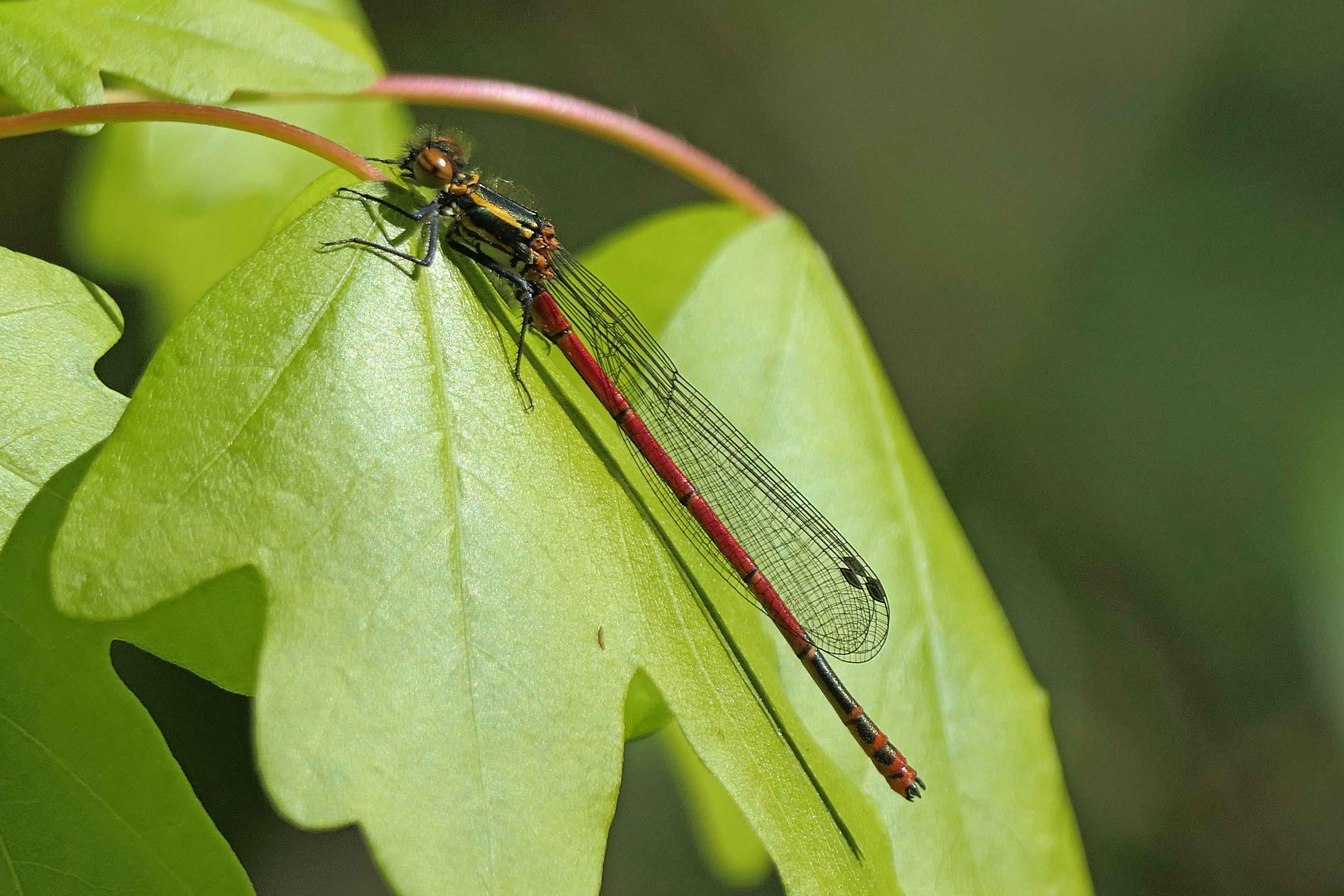 240420 large red damselfly (1)