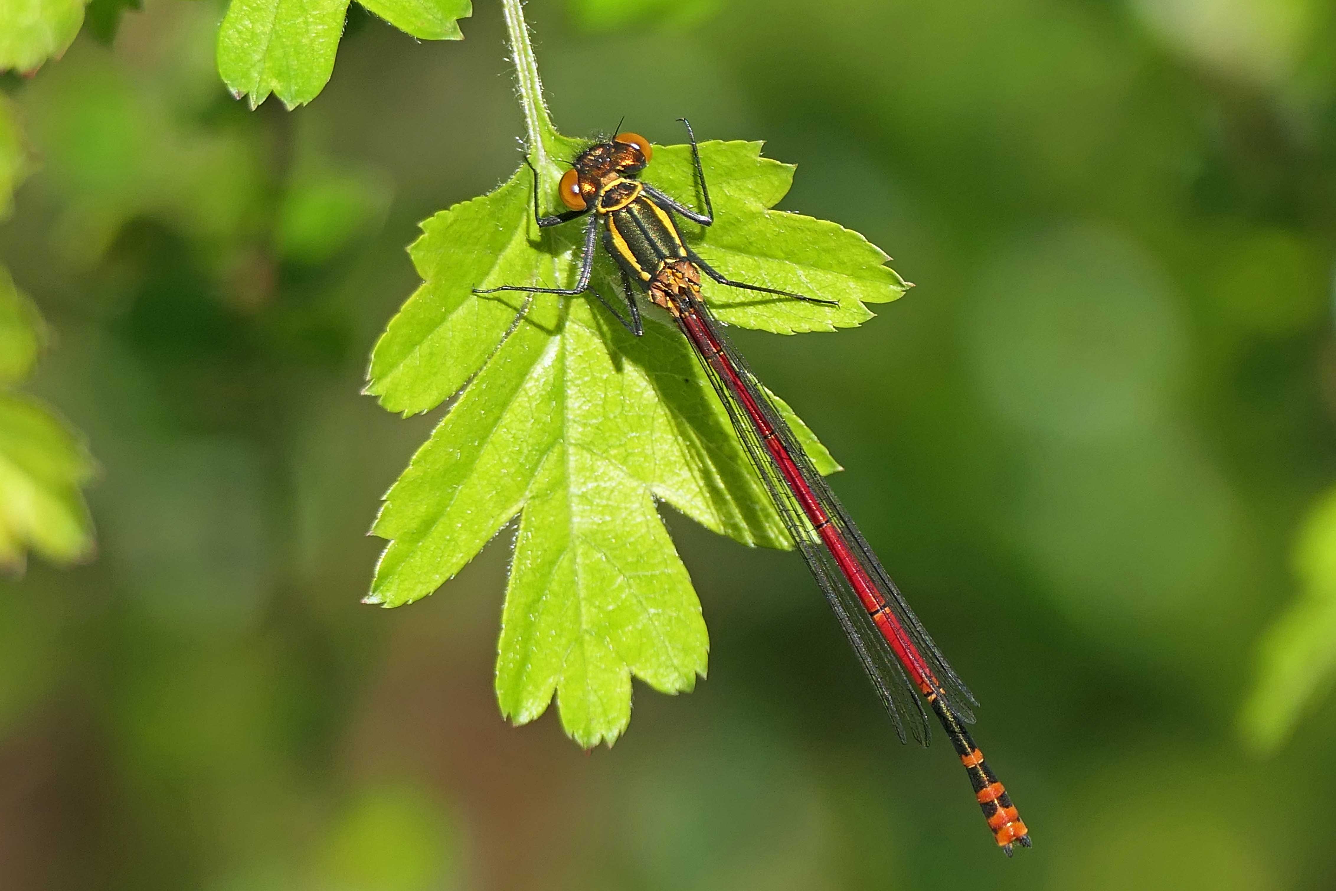 240420 large red damselfly (2)