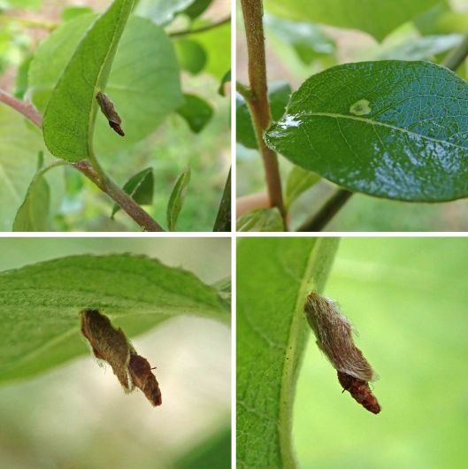 240422 Coleophora lusciniaepennella