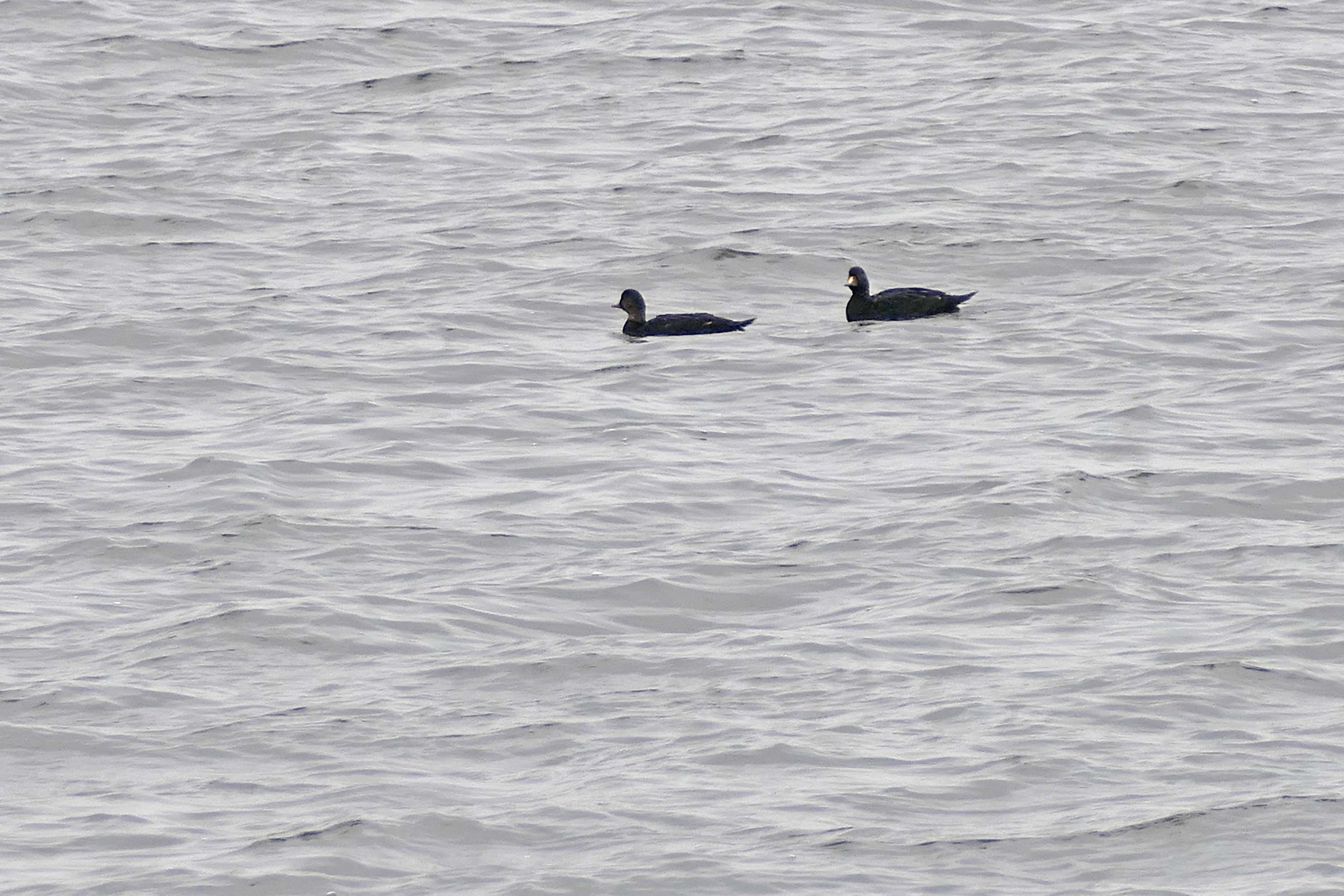240425 common scoter