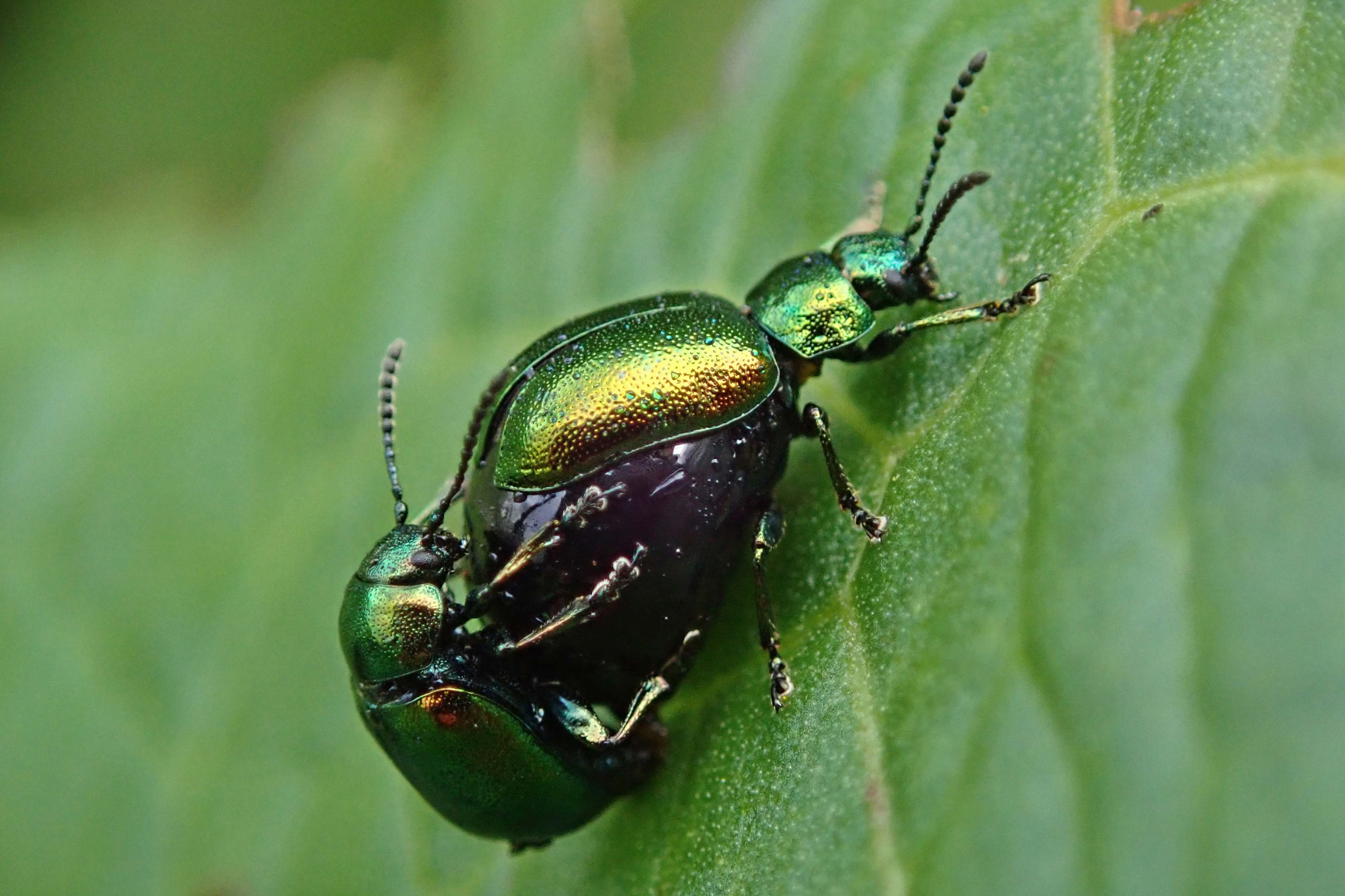 240426 MATING dock beetles