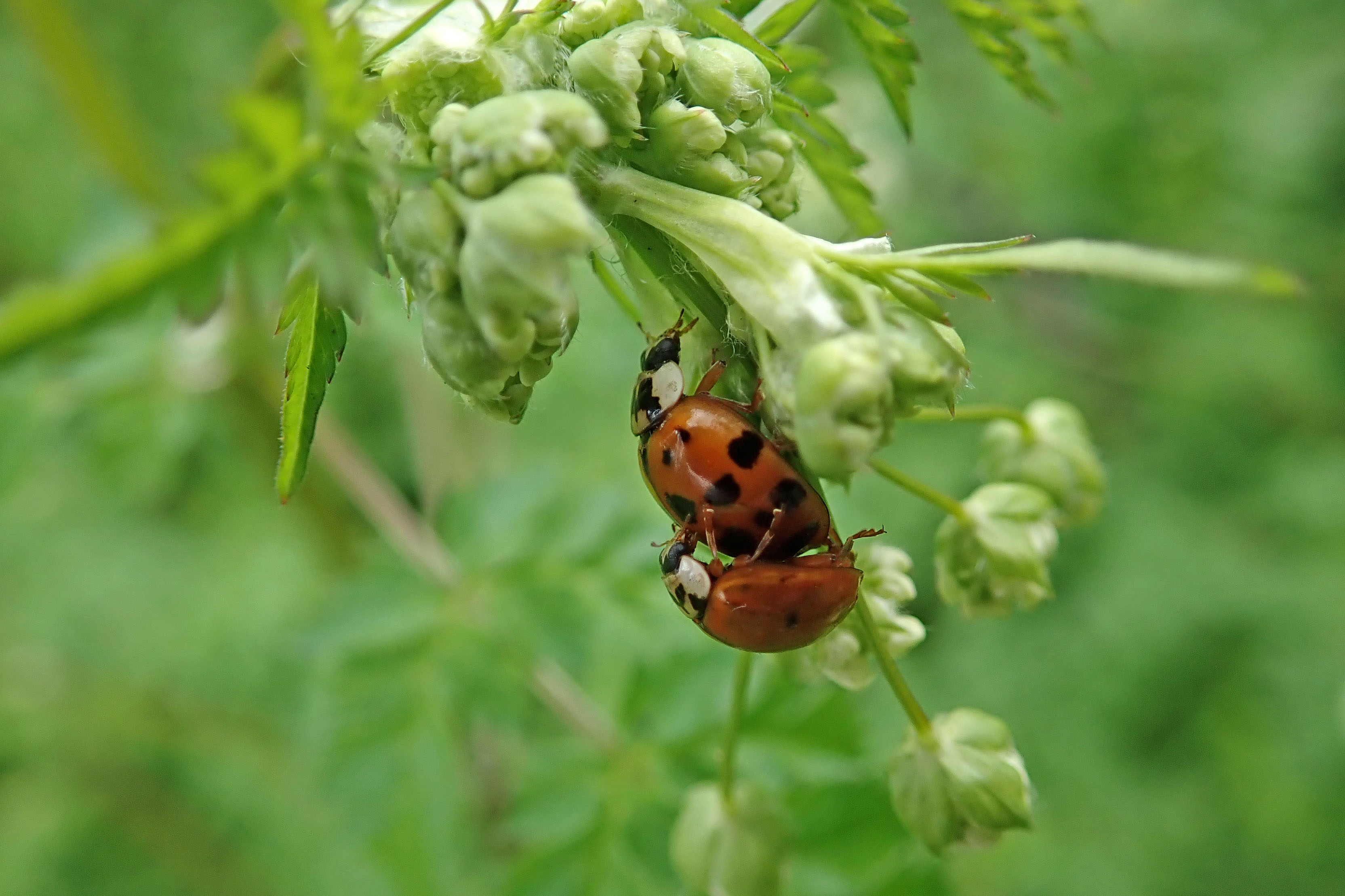 240426 MATING ladybirds