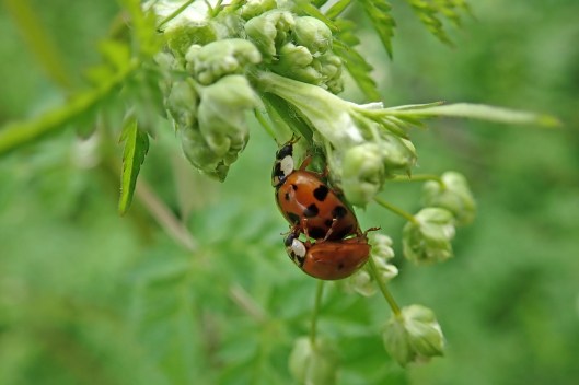 240426 MATING ladybirds