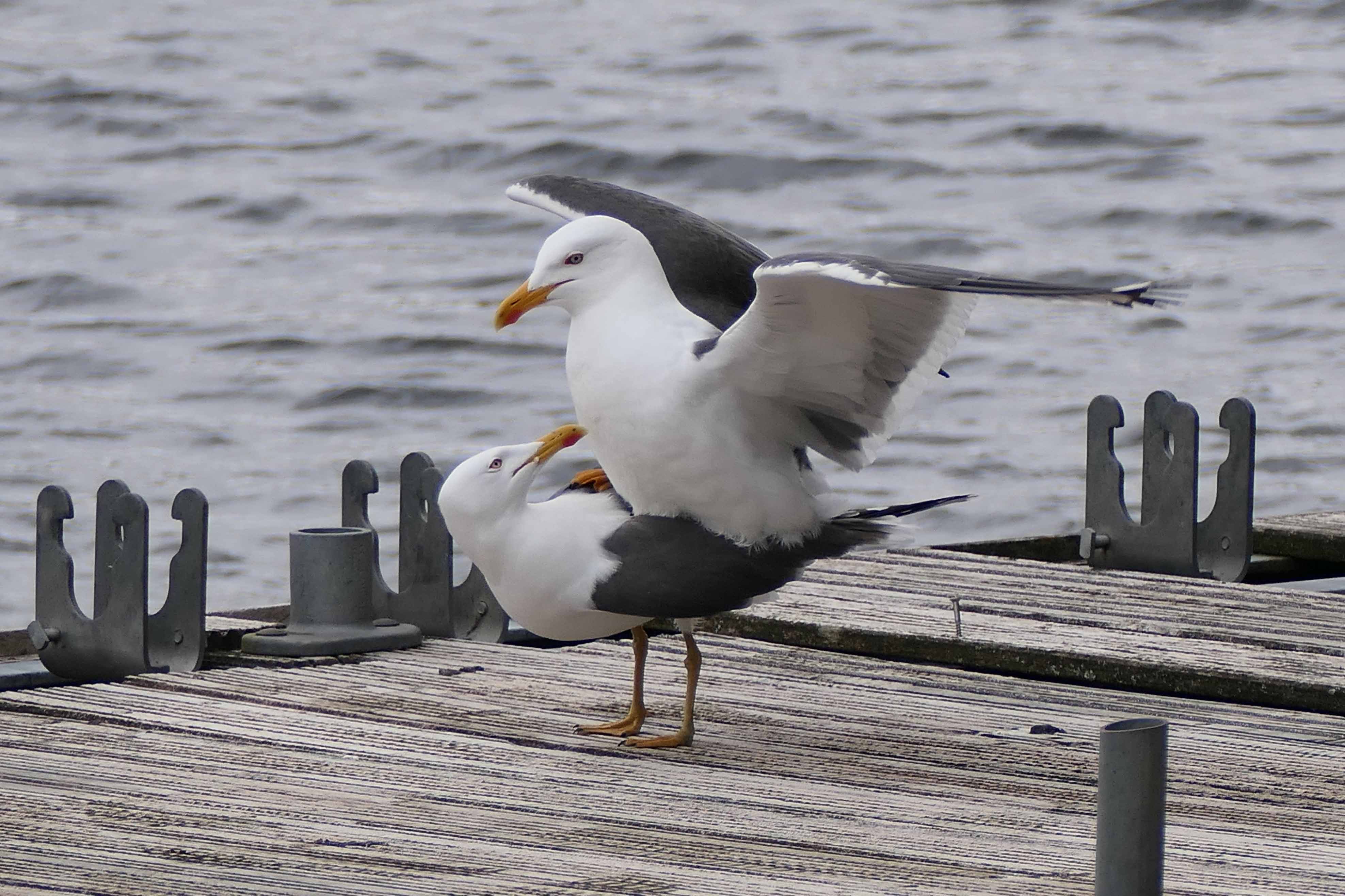 240426 MATING LBB gulls