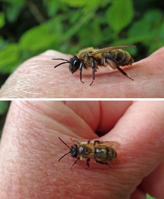 240427 andrena scotica
