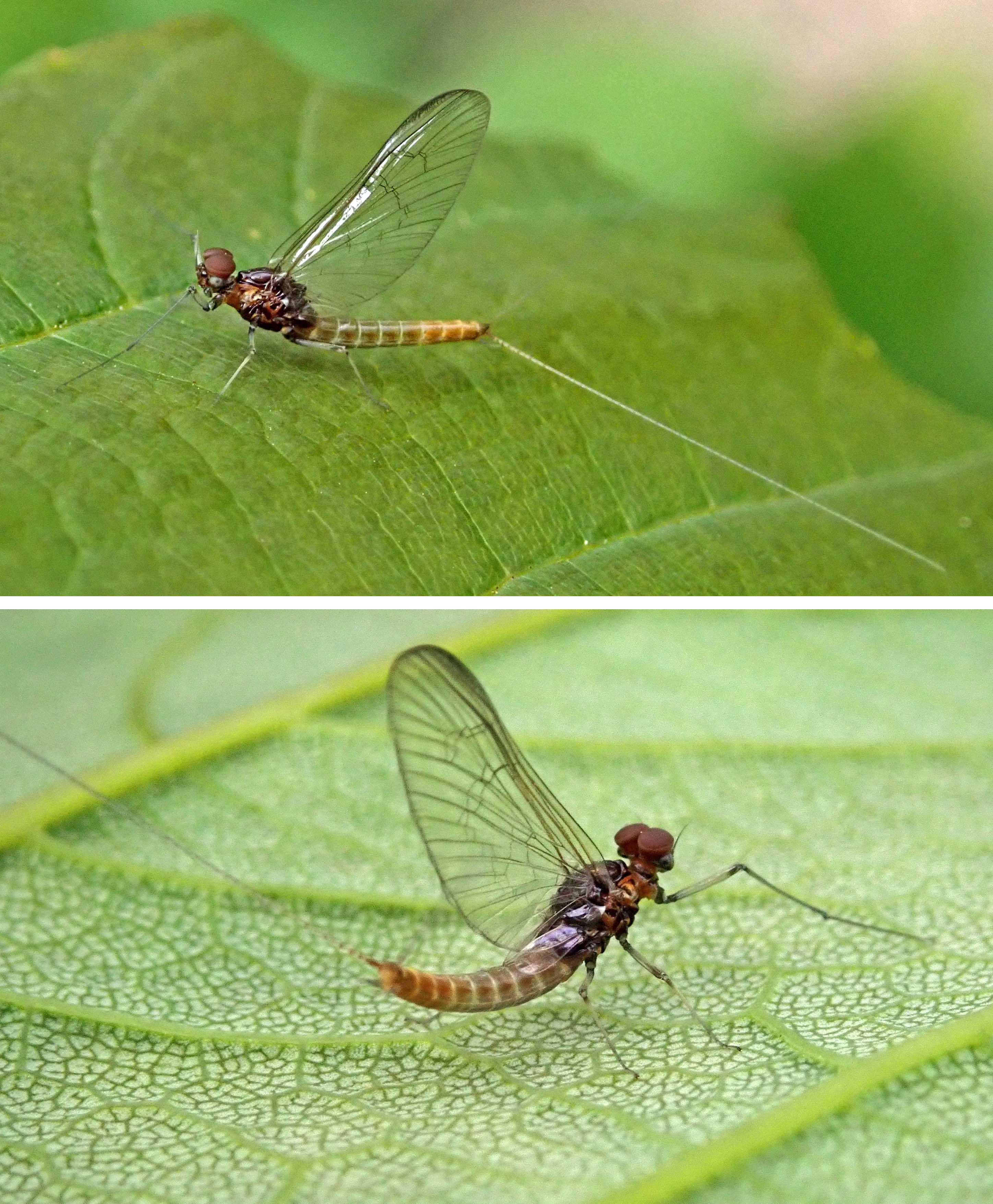 Down by the stream | earthstar