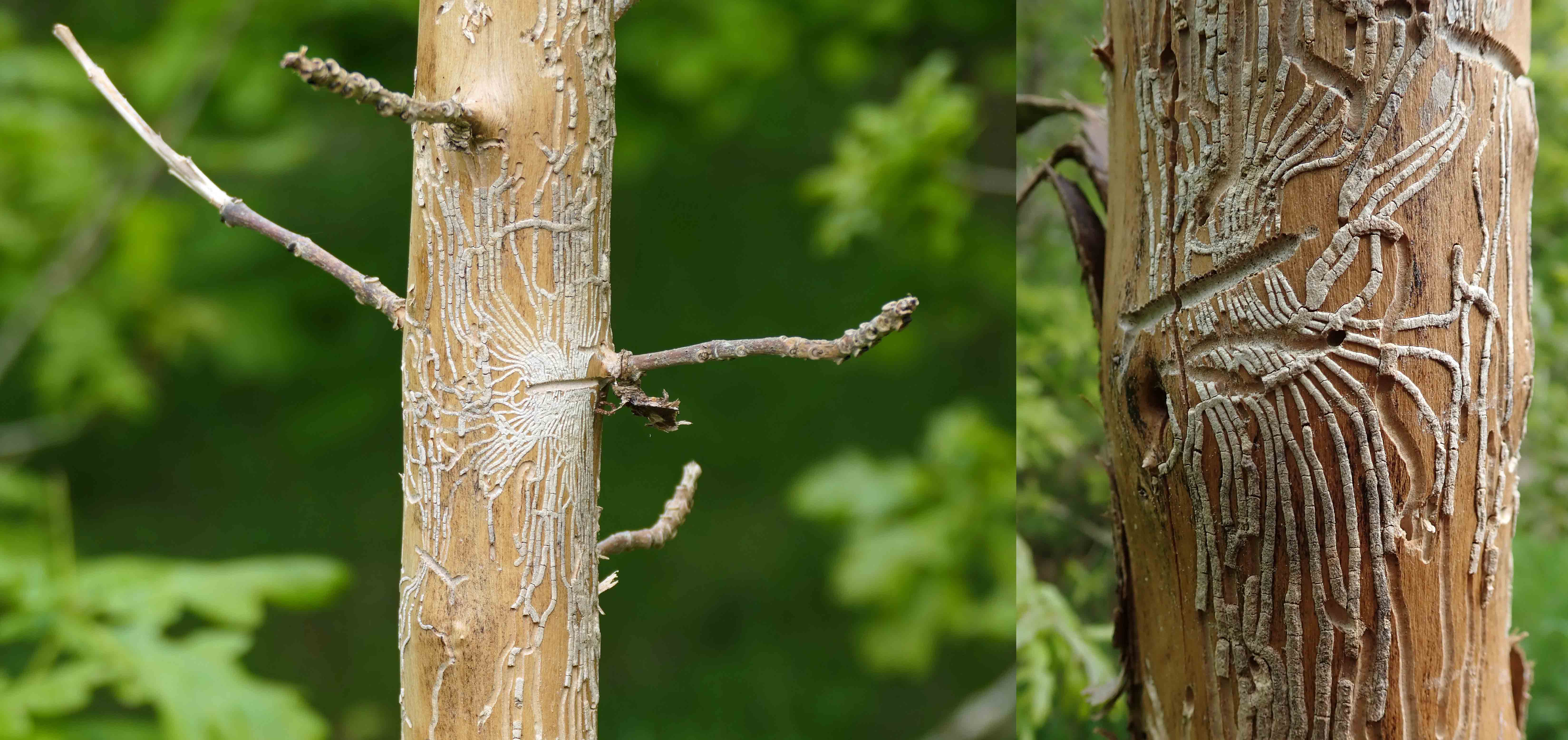 240501 ash bark beetle (1)