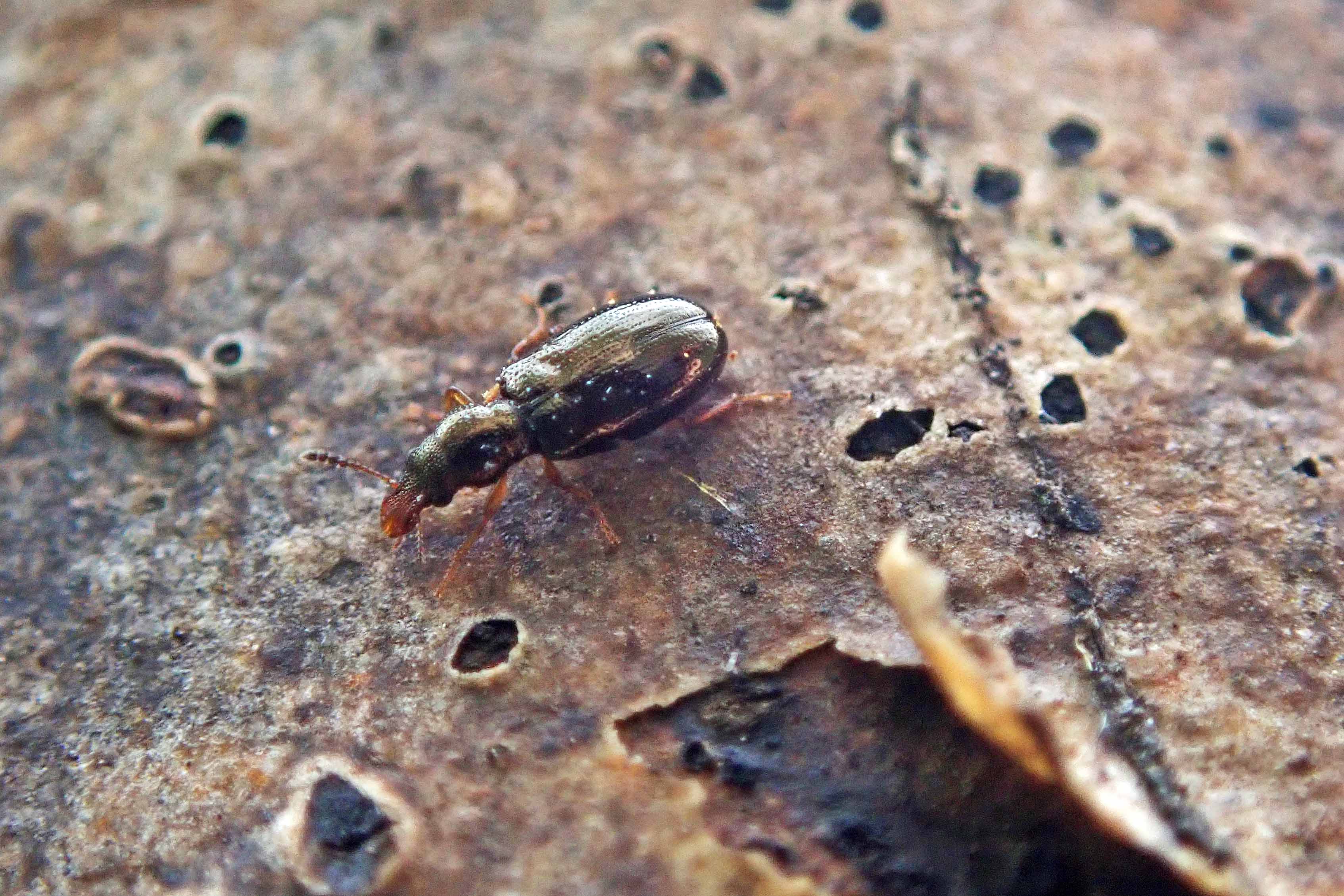 240501 ash bark beetle (2)