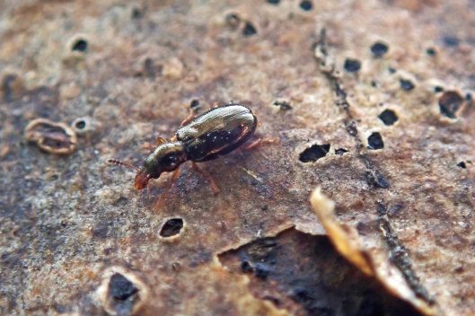 240501 ash bark beetle (2)