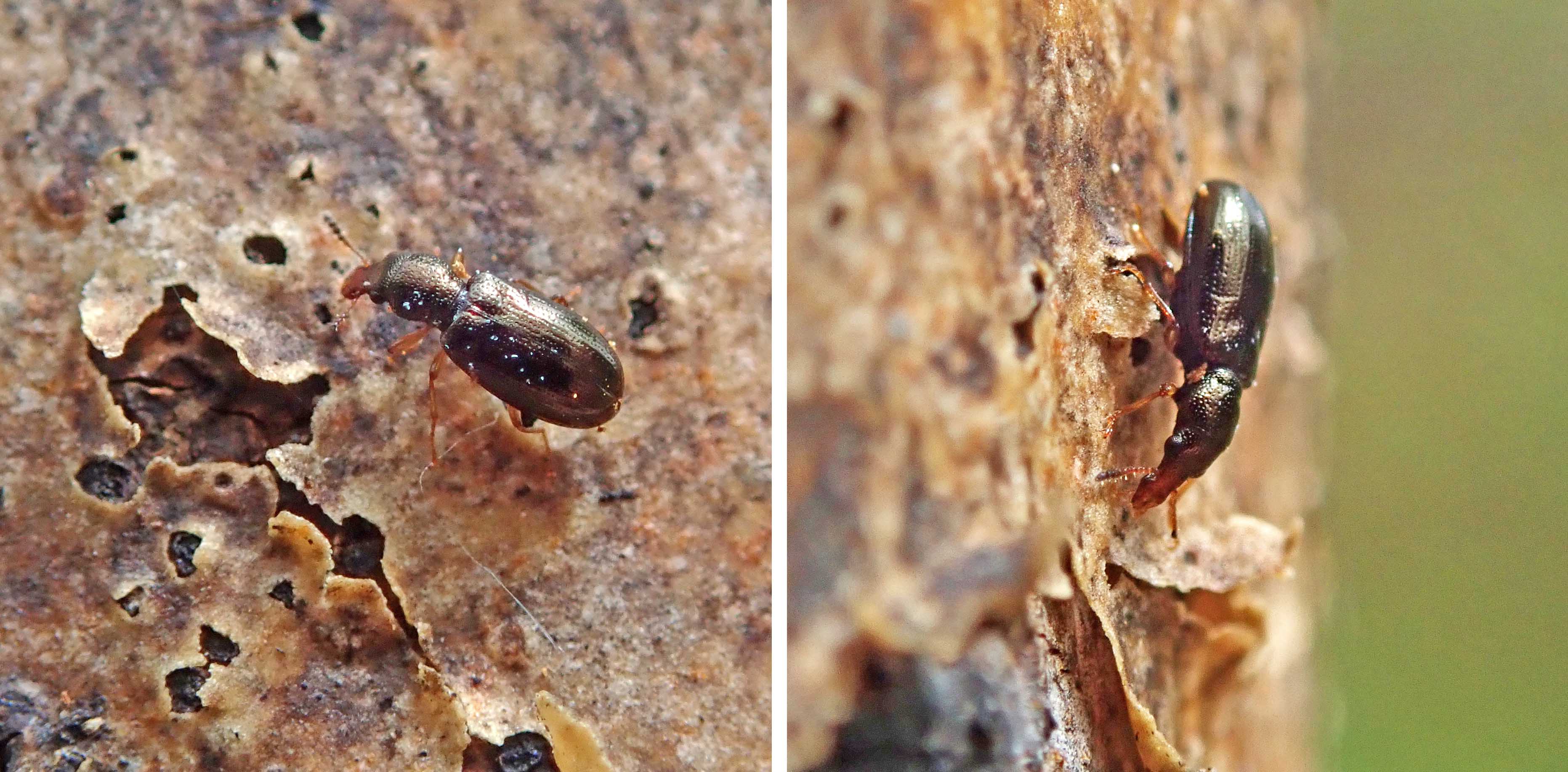 240501 ash bark beetle (3)