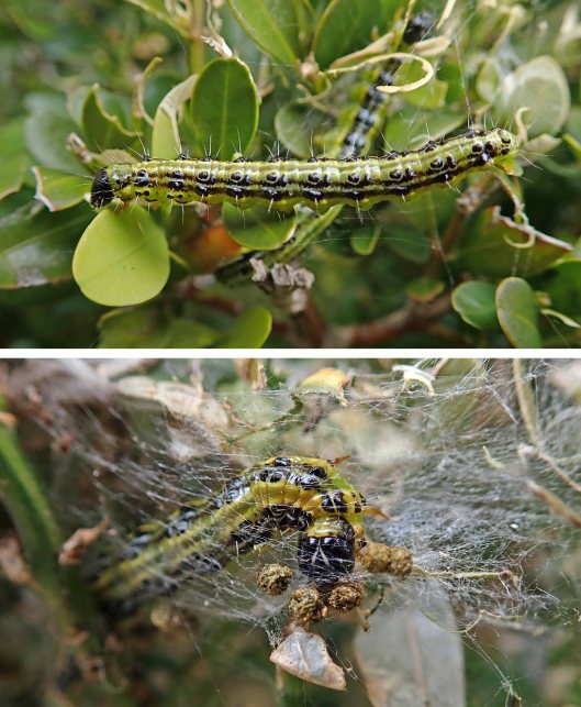 240502 box tree cats (2)