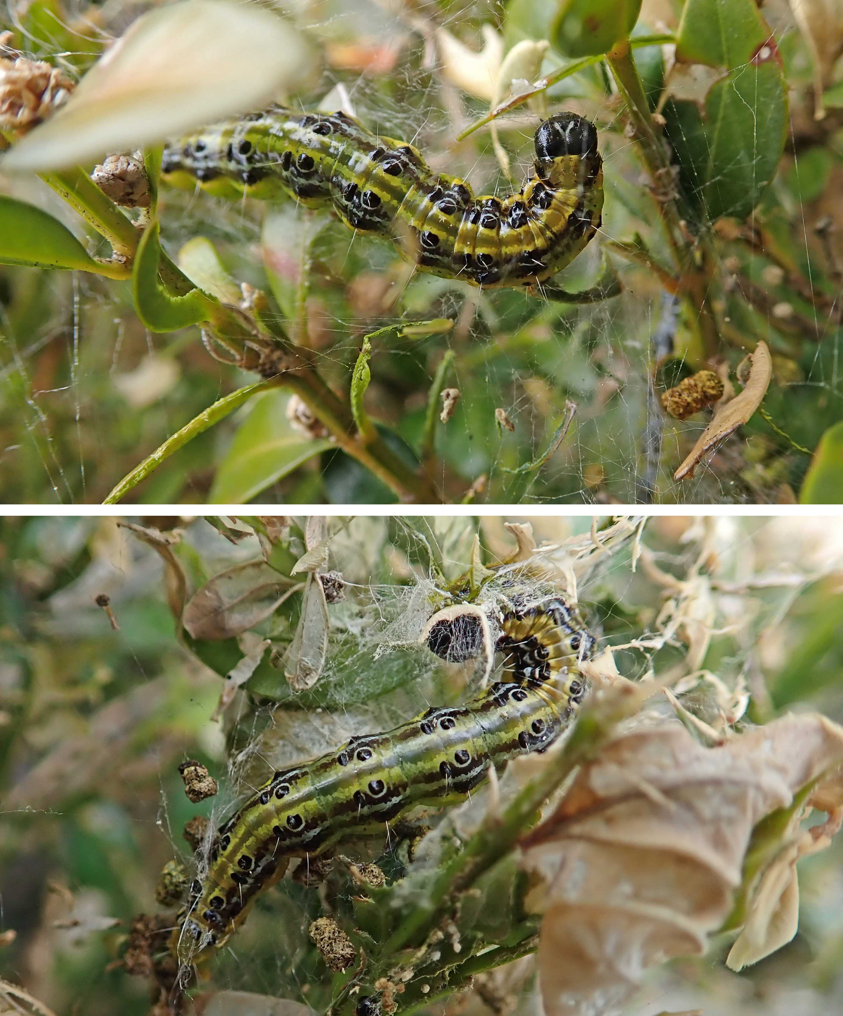 240502 box tree cats (3)