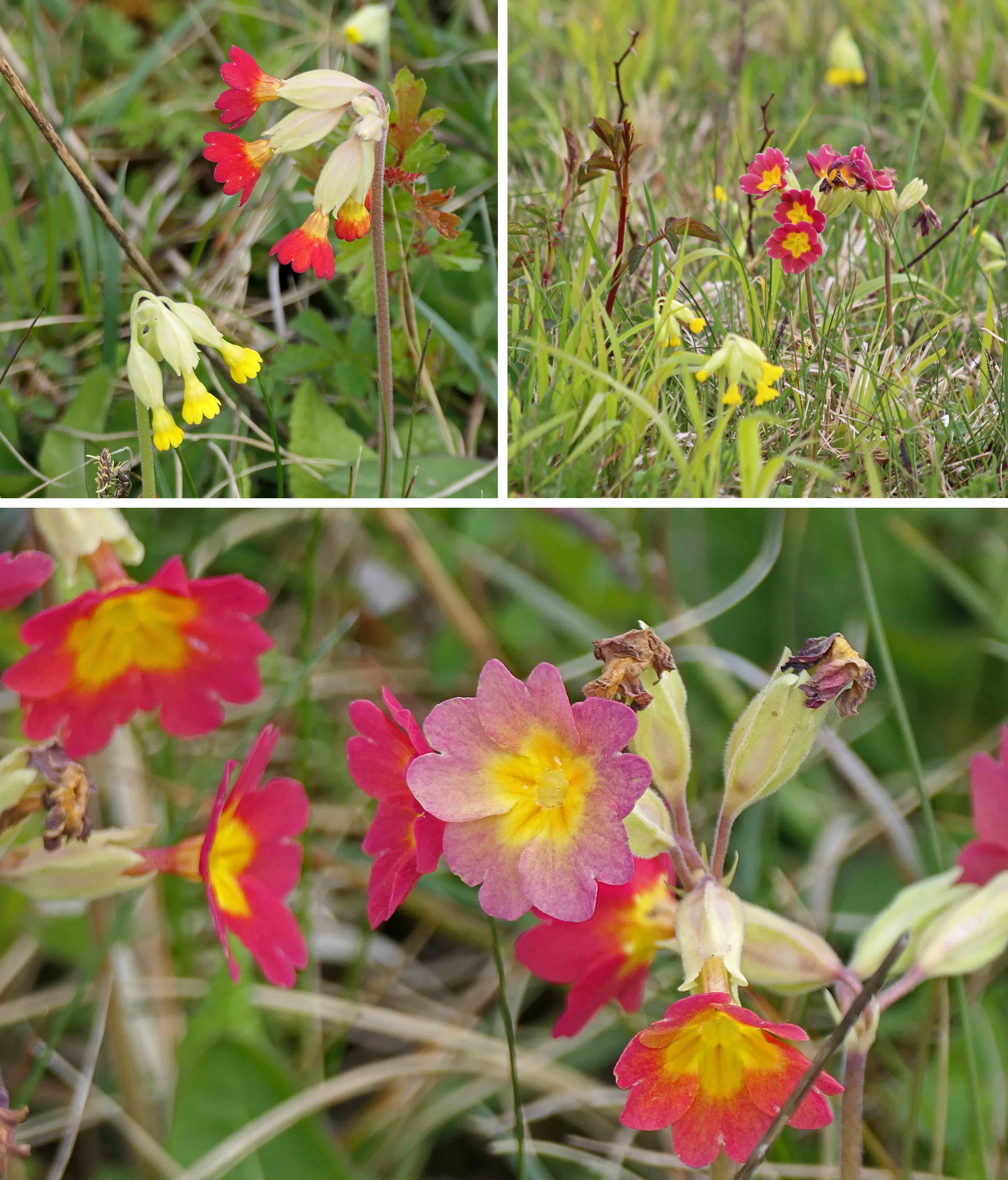 240505 red-flowered cowslips (2)