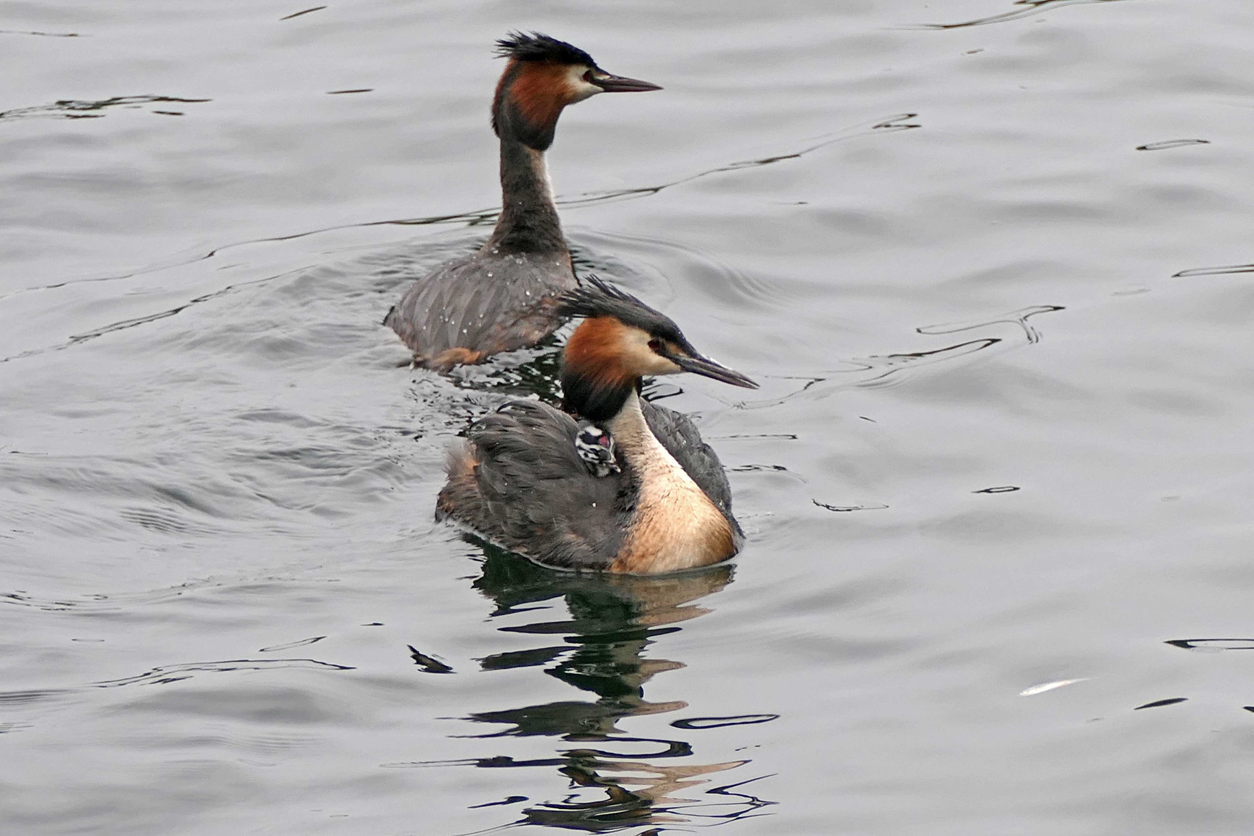 240504 great crested grebe and chicks