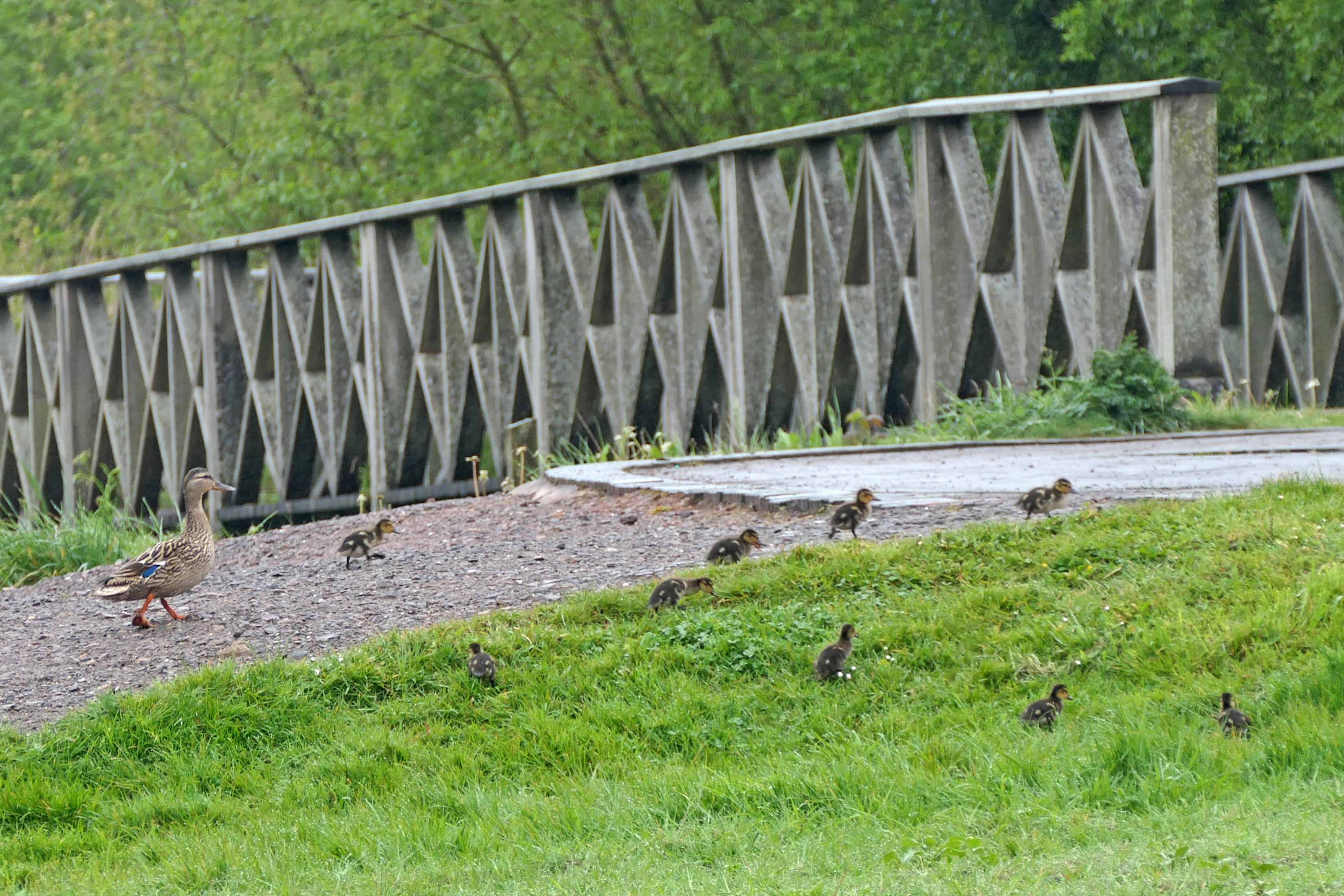 240504 mallard and 9 ducklings