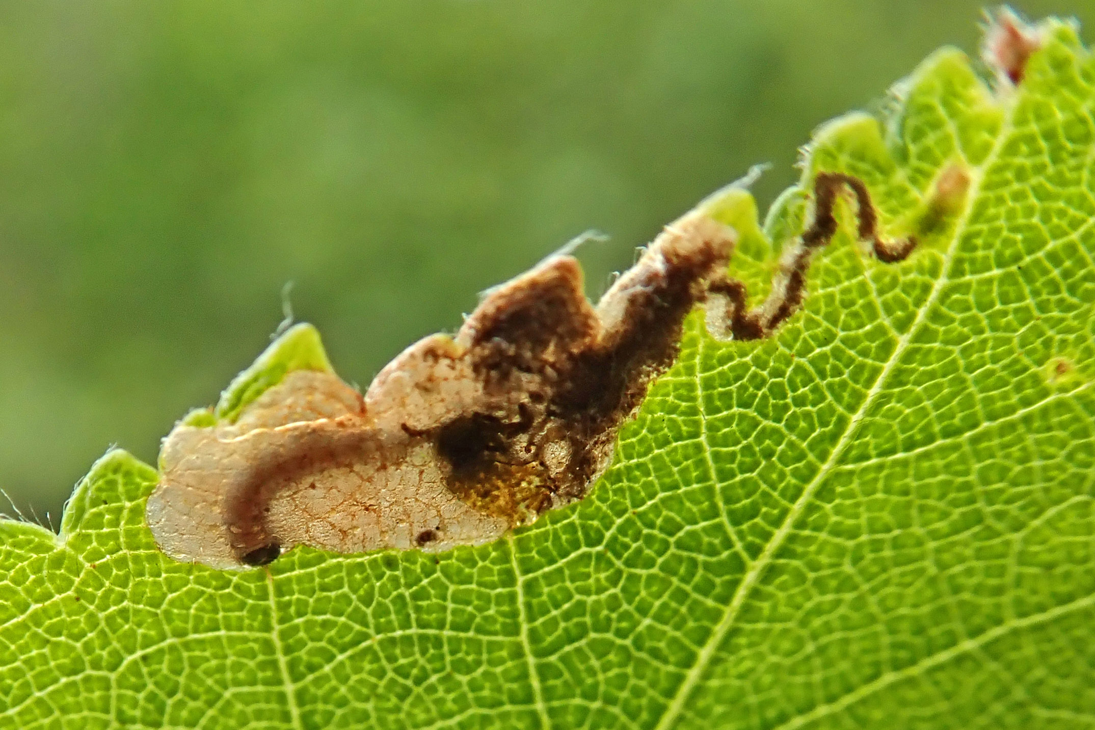 240506 Eriocrania semipurpurella (2)