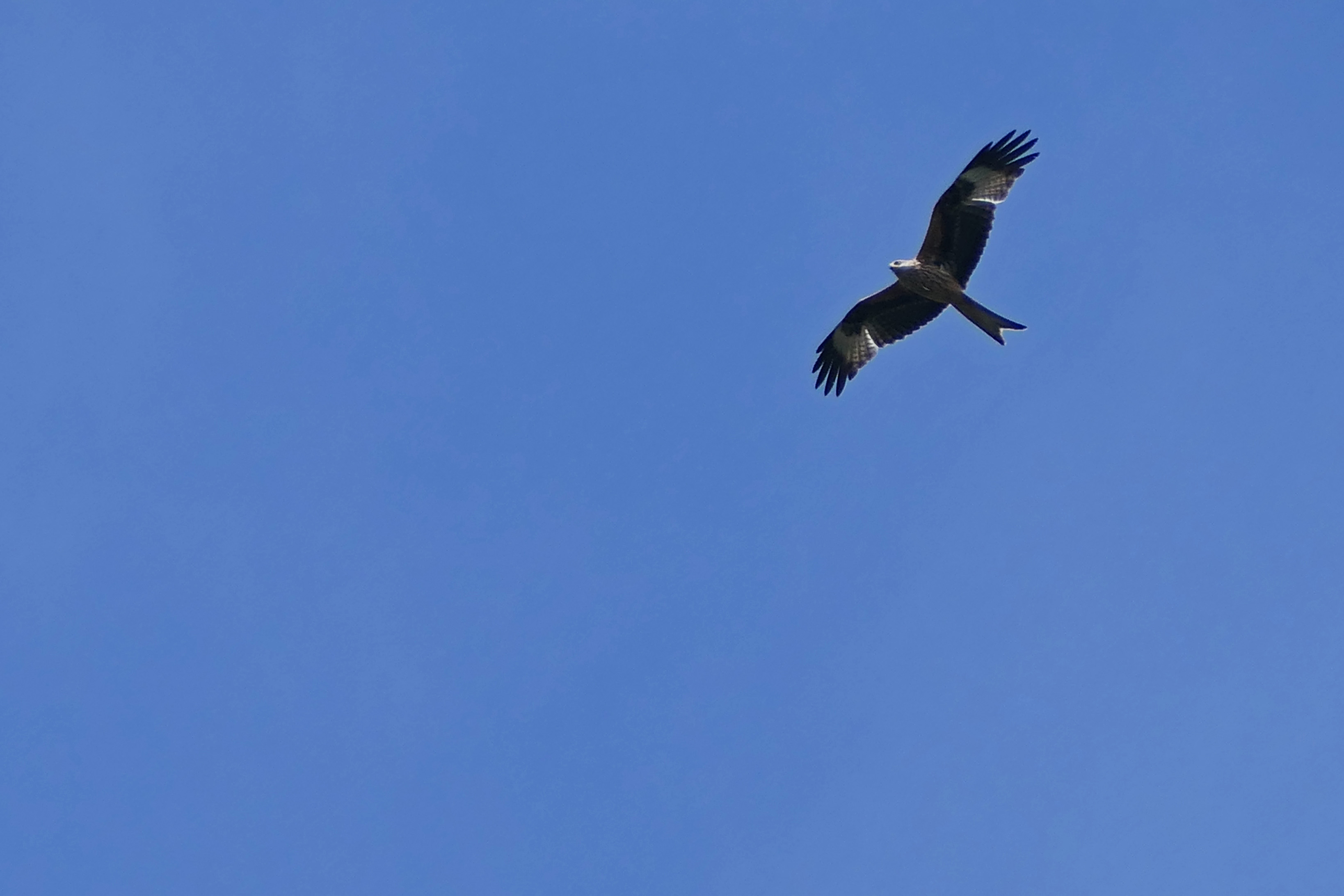 240508 red kite