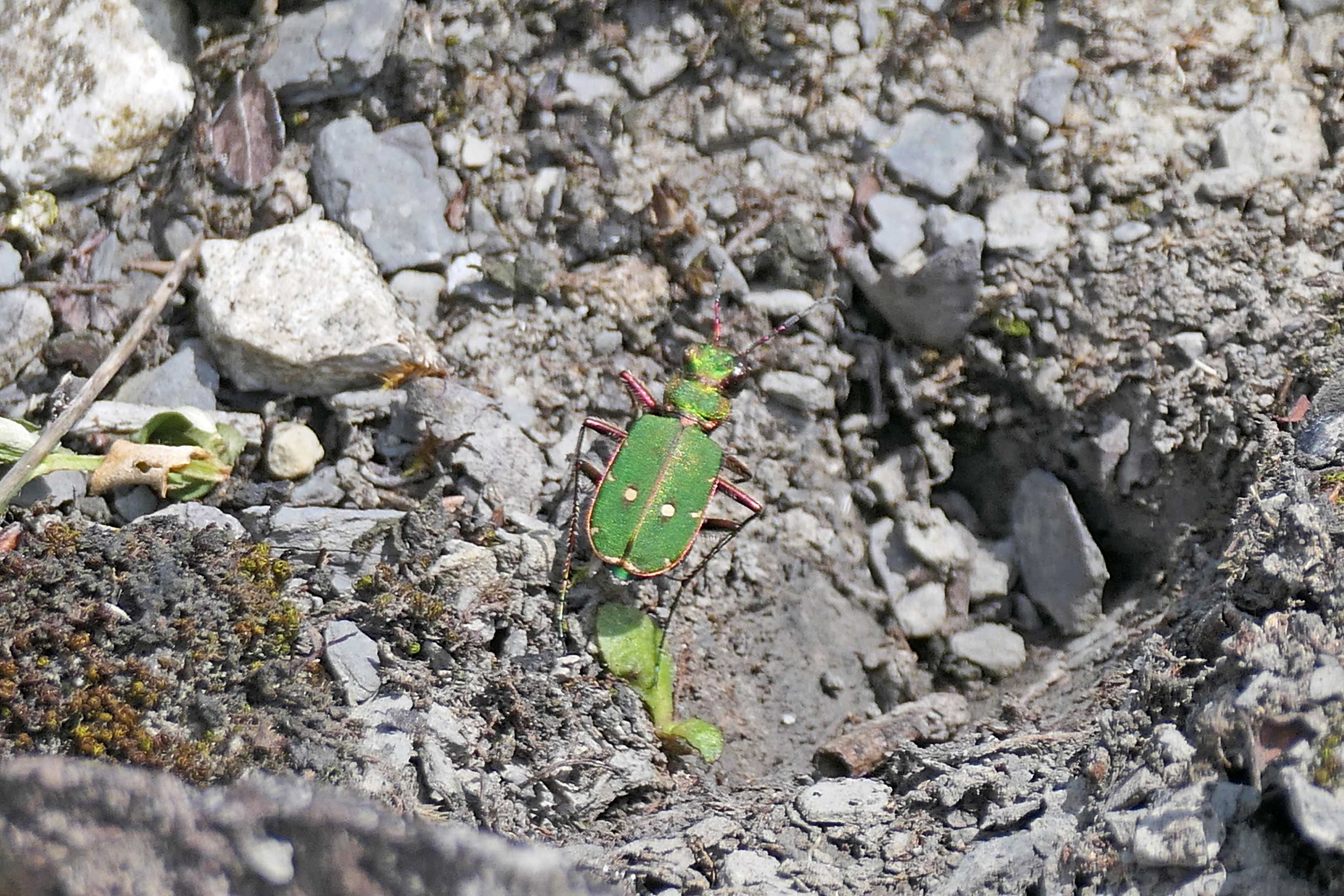 240509 green tiger beetle