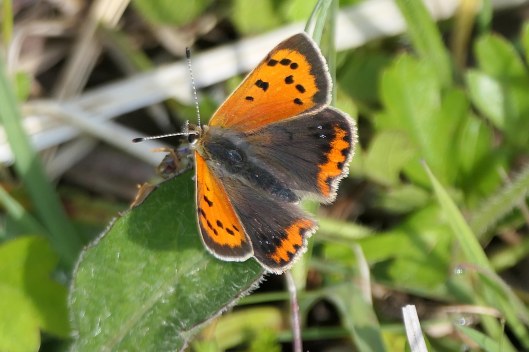 240511 small copper
