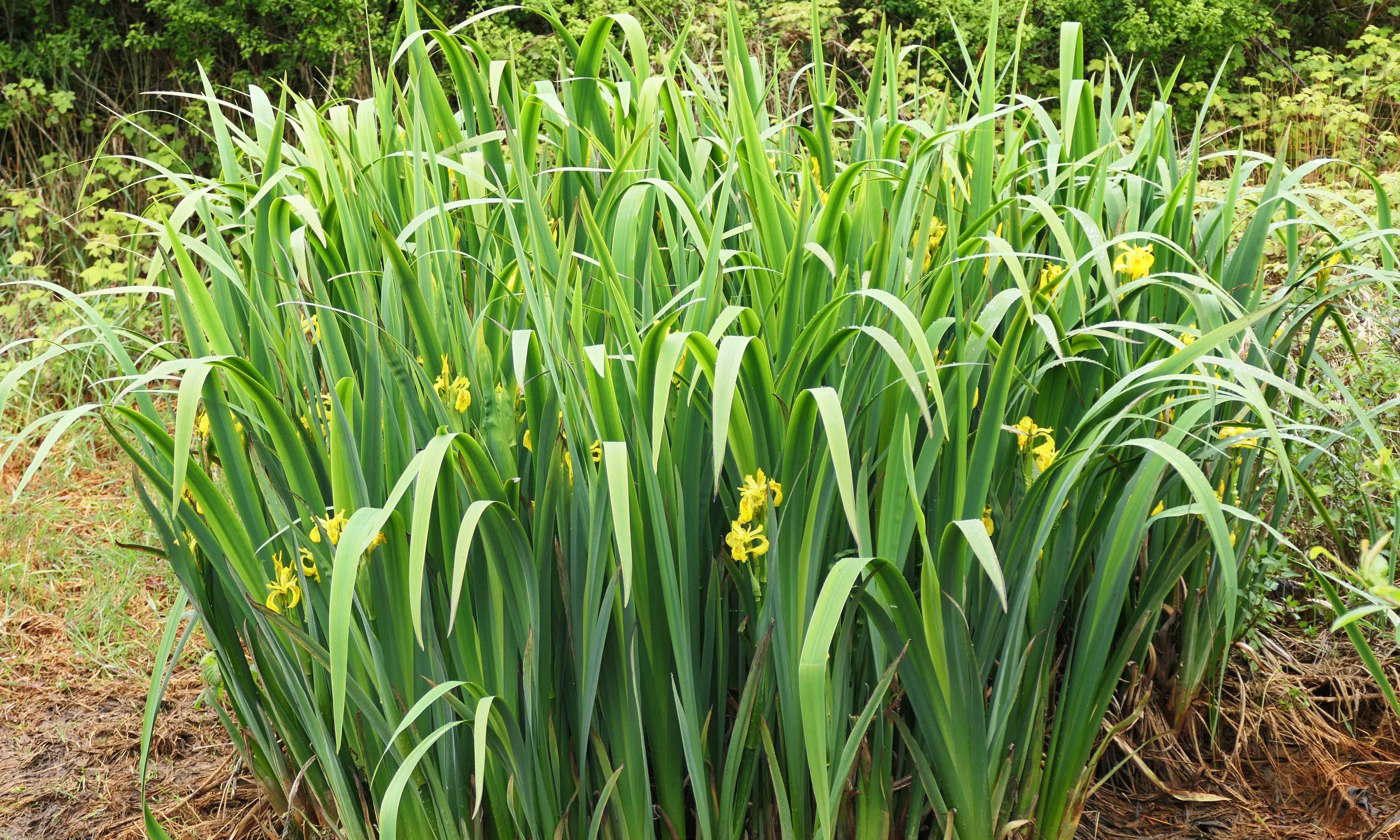 240512 yellow flag iris (1)