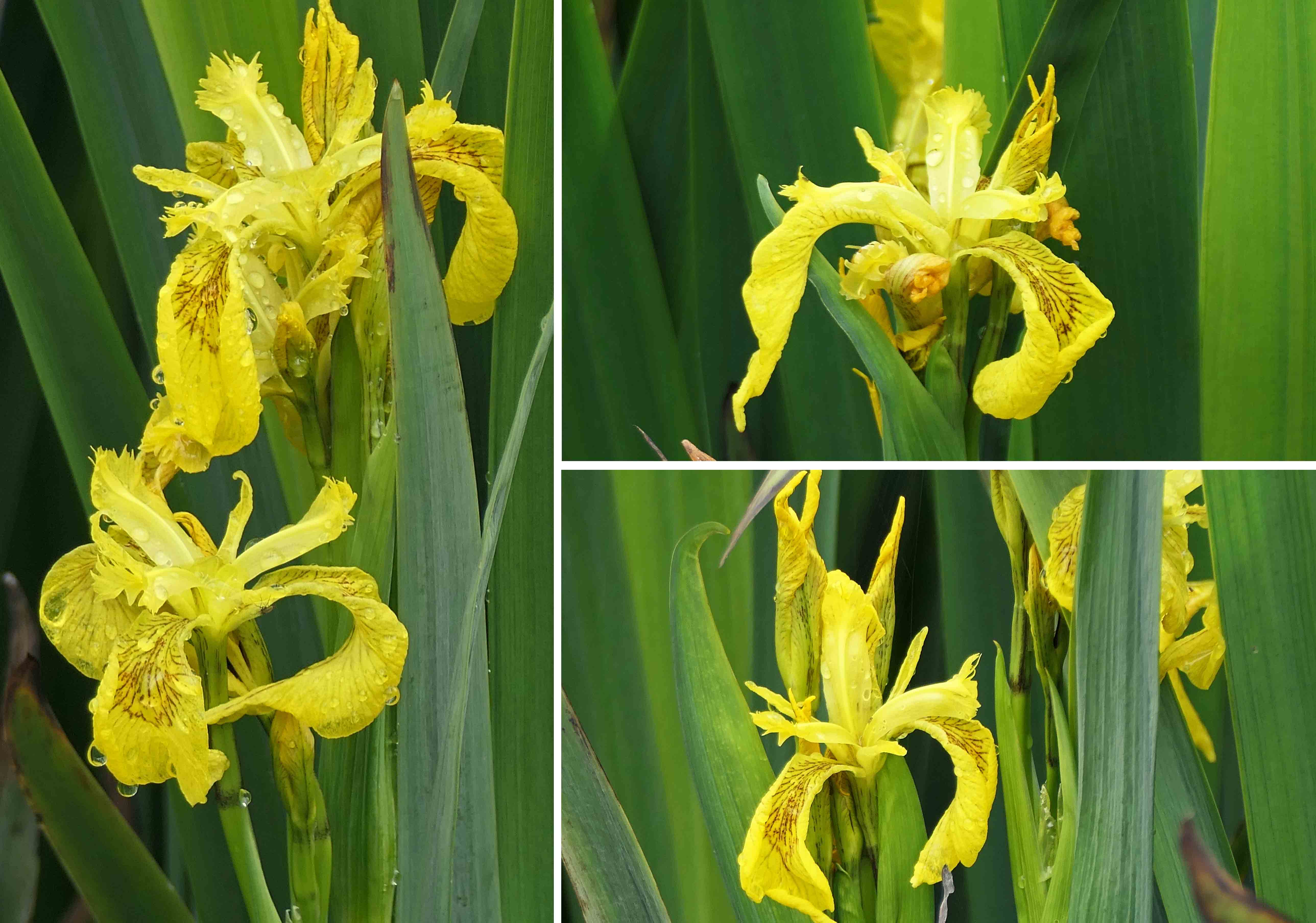 240512 yellow flag iris (2)