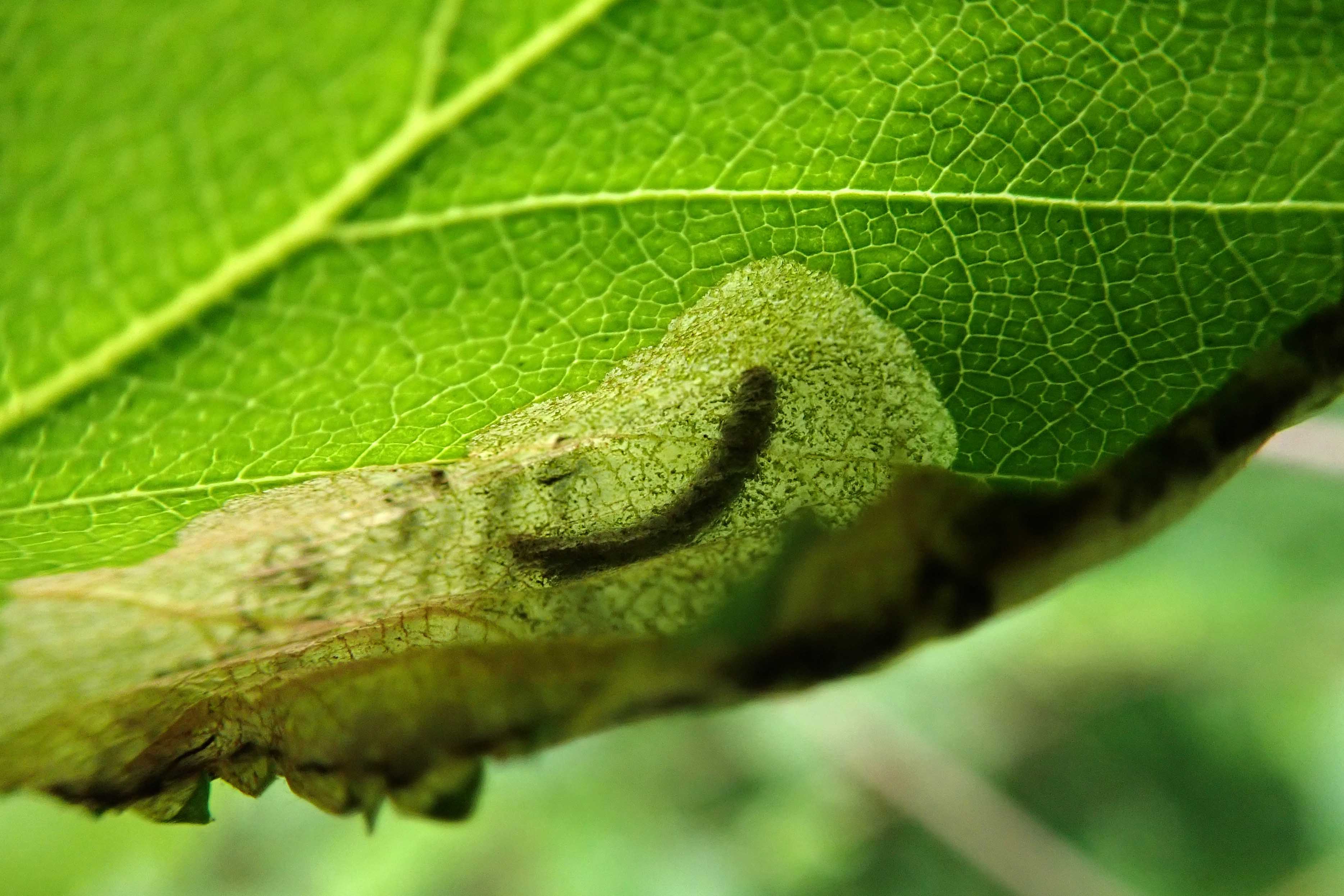 240513 Eriocrania sangii (1)