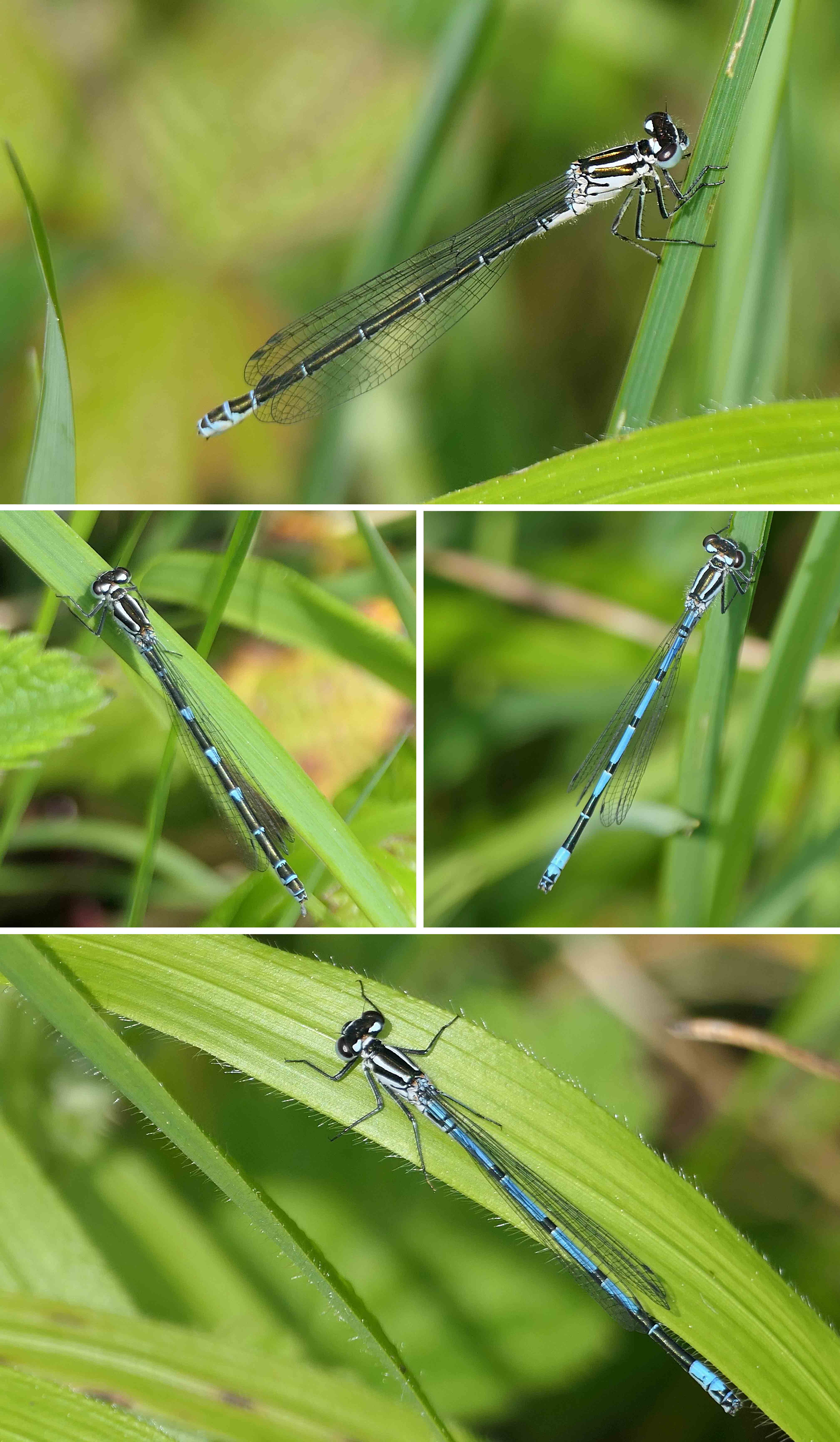 240514 azure damsels