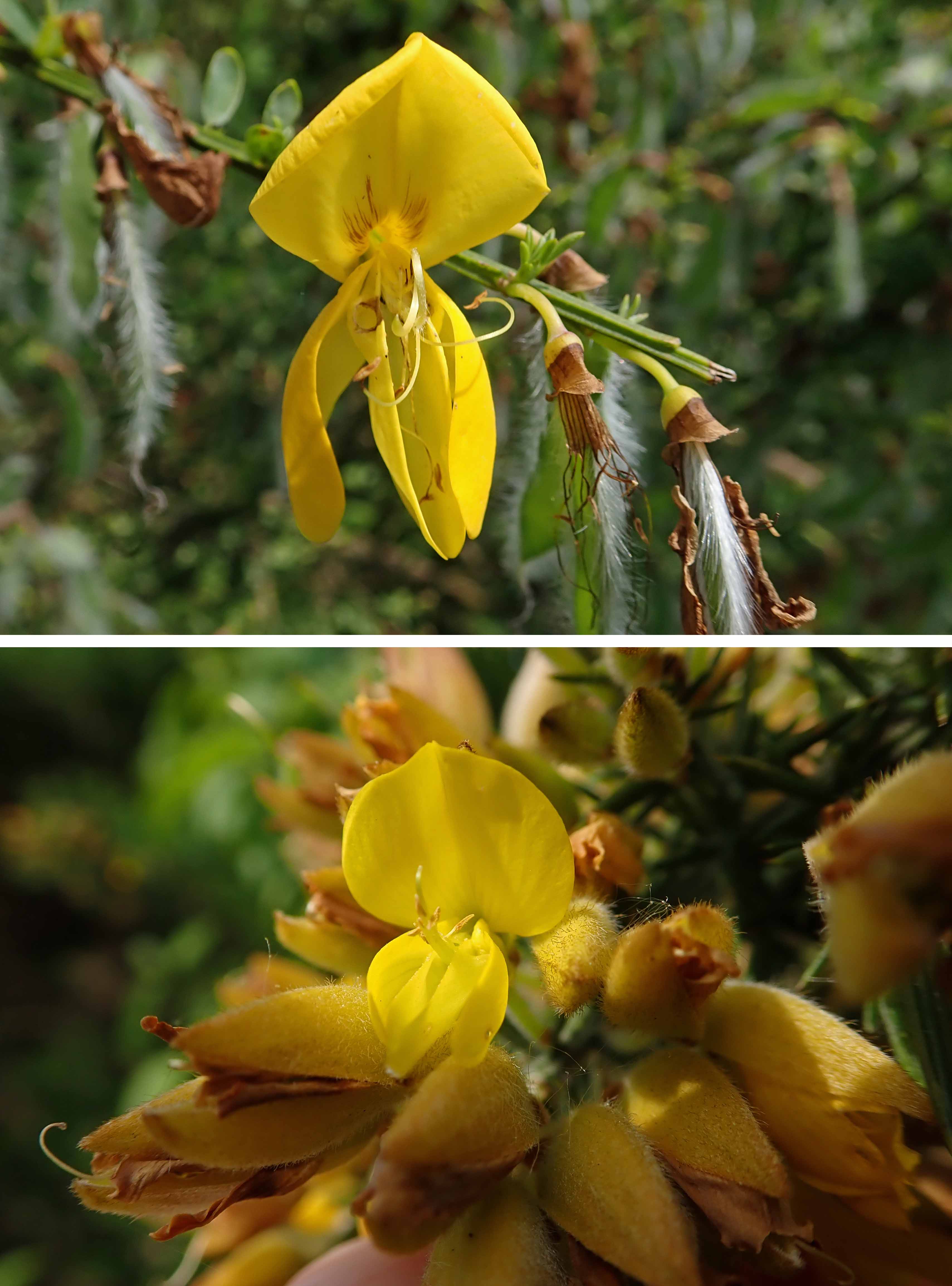 240519 broom and gorse