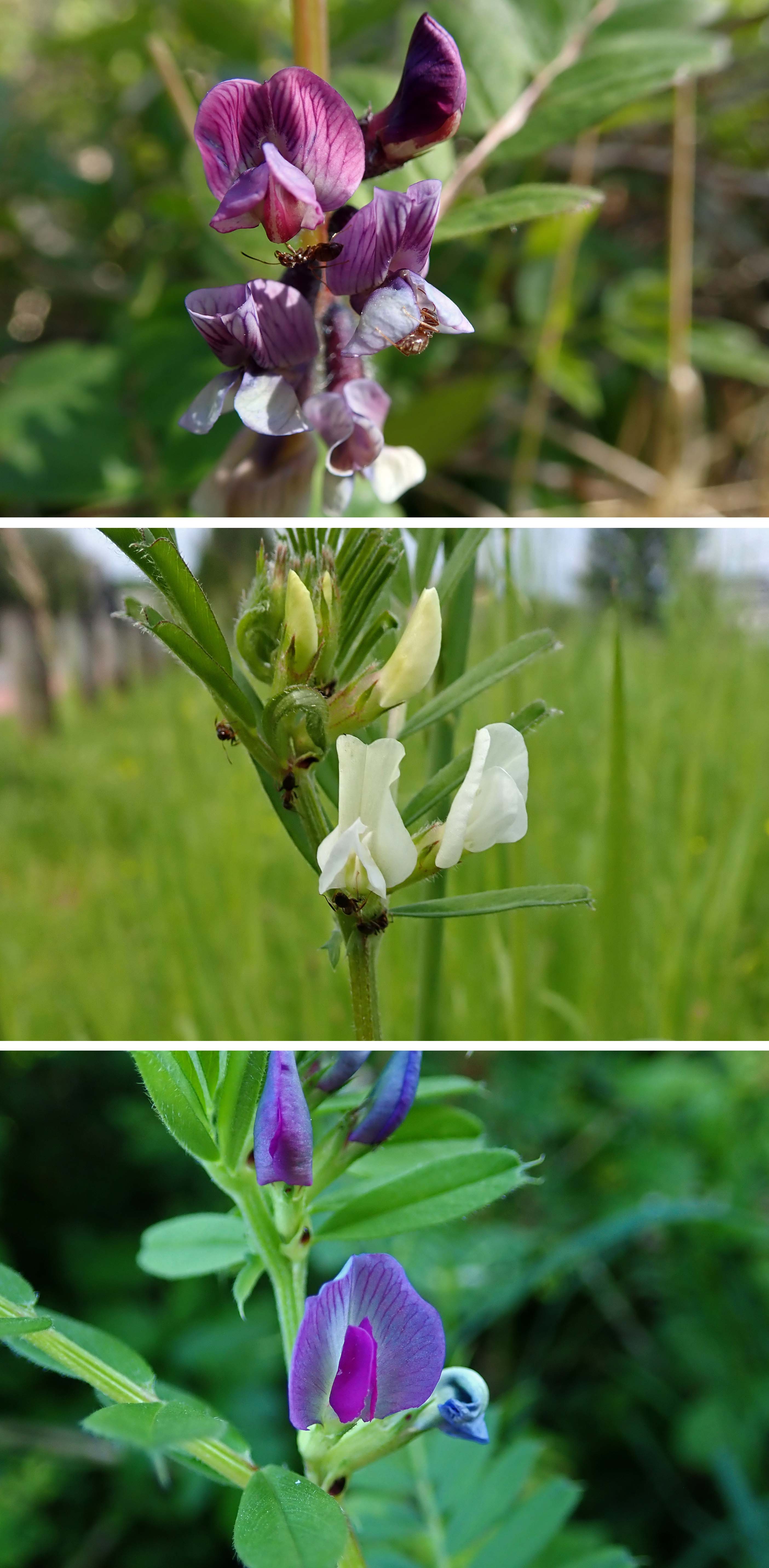 240519 vetch bush and common