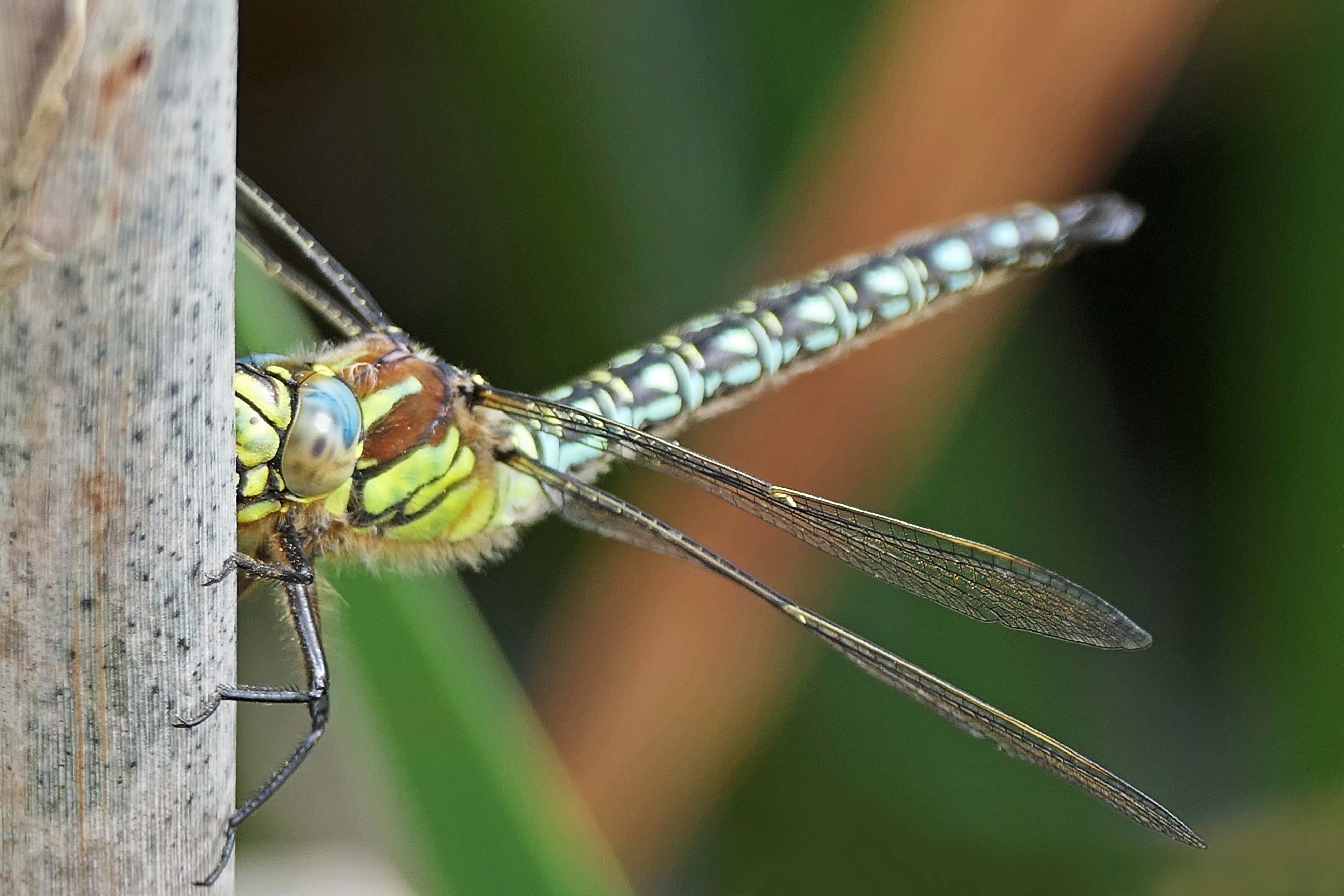 240521 hairy dragonfly