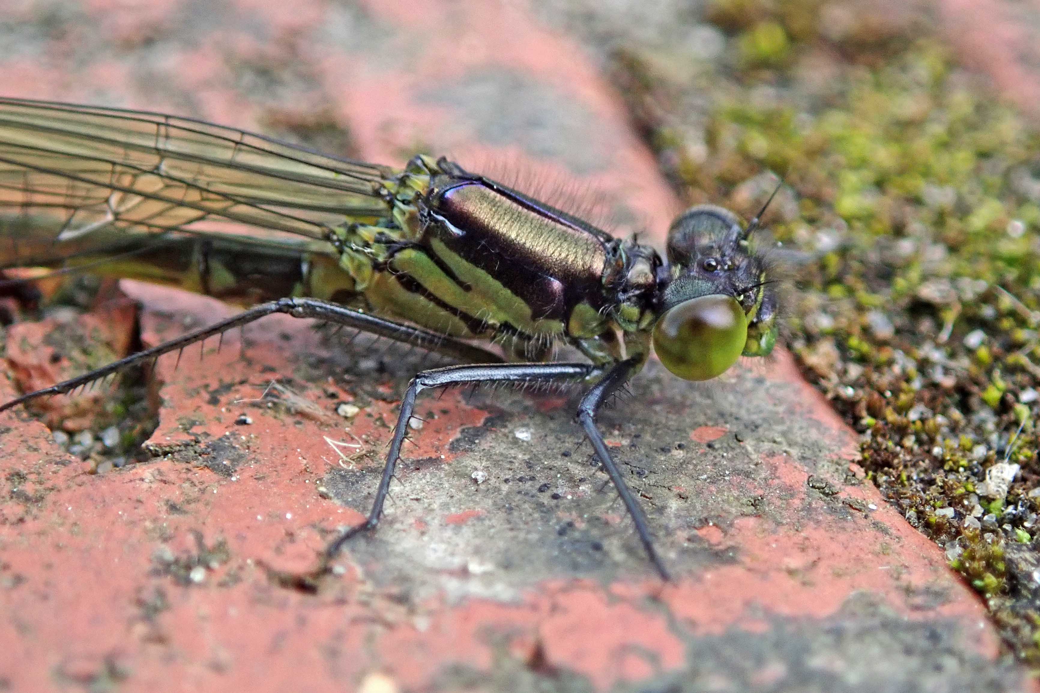 240524 red-eyed teneral male (1)