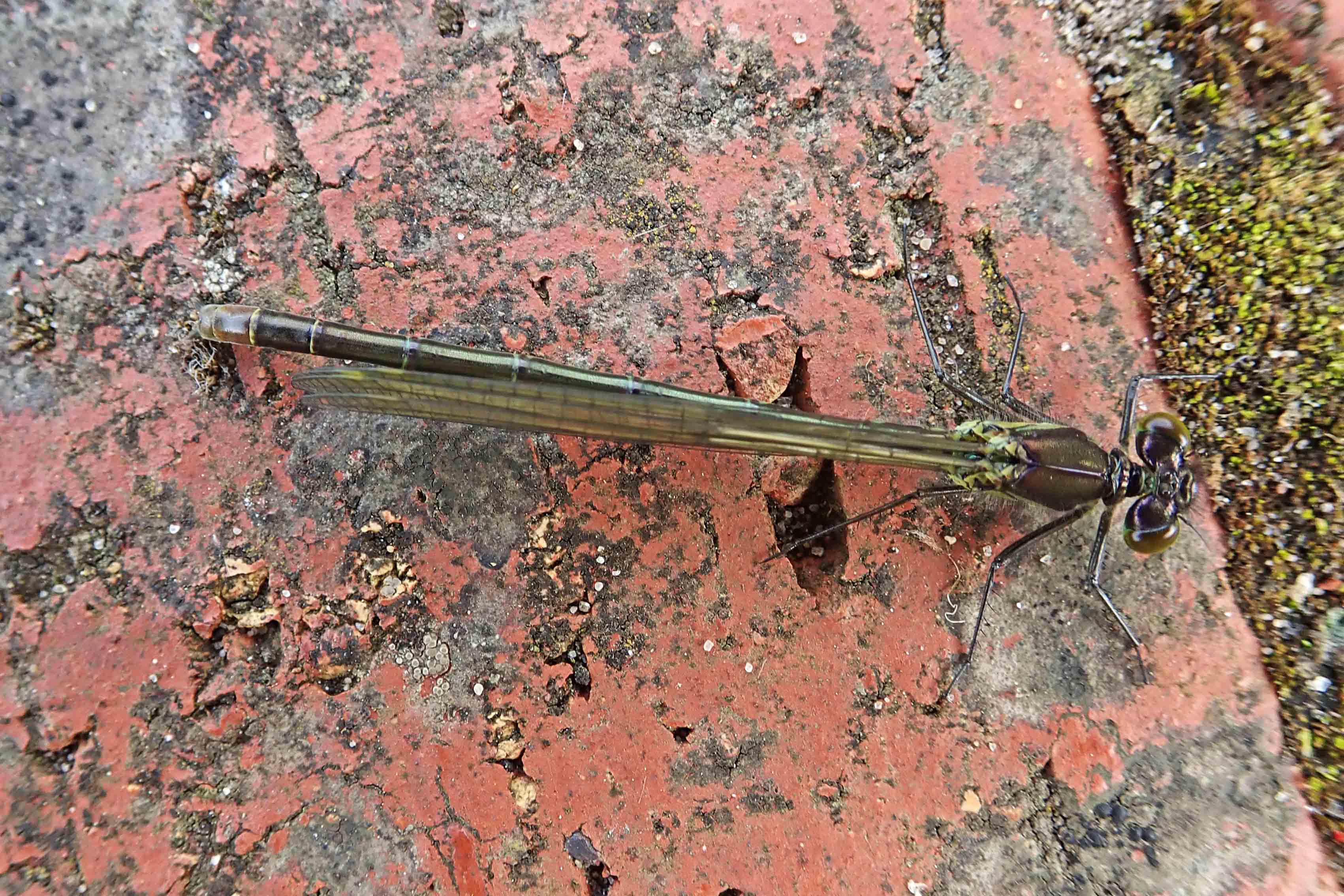 240524 red-eyed teneral male (2)