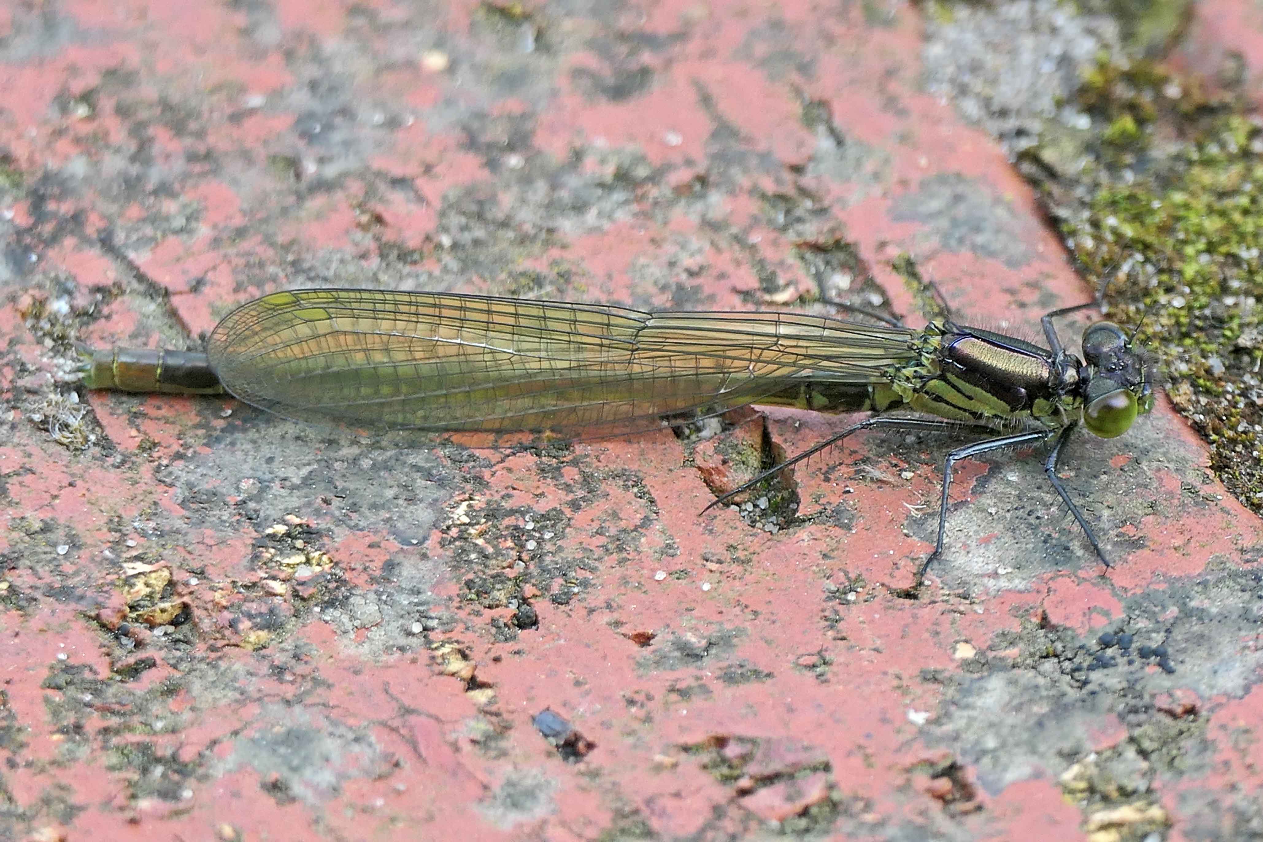 240524 red-eyed teneral male (3)