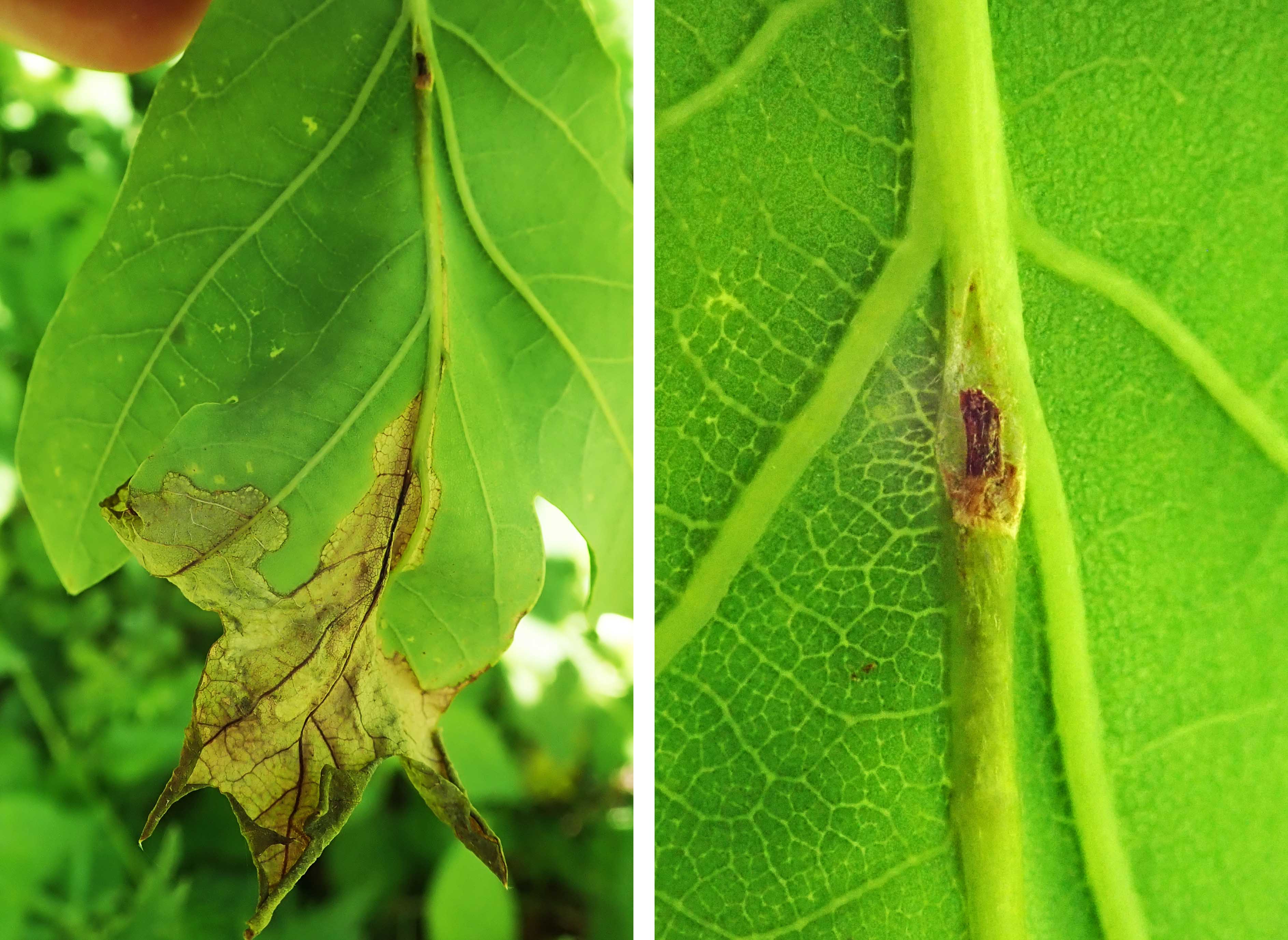 240527 Orchestes quercus (2)