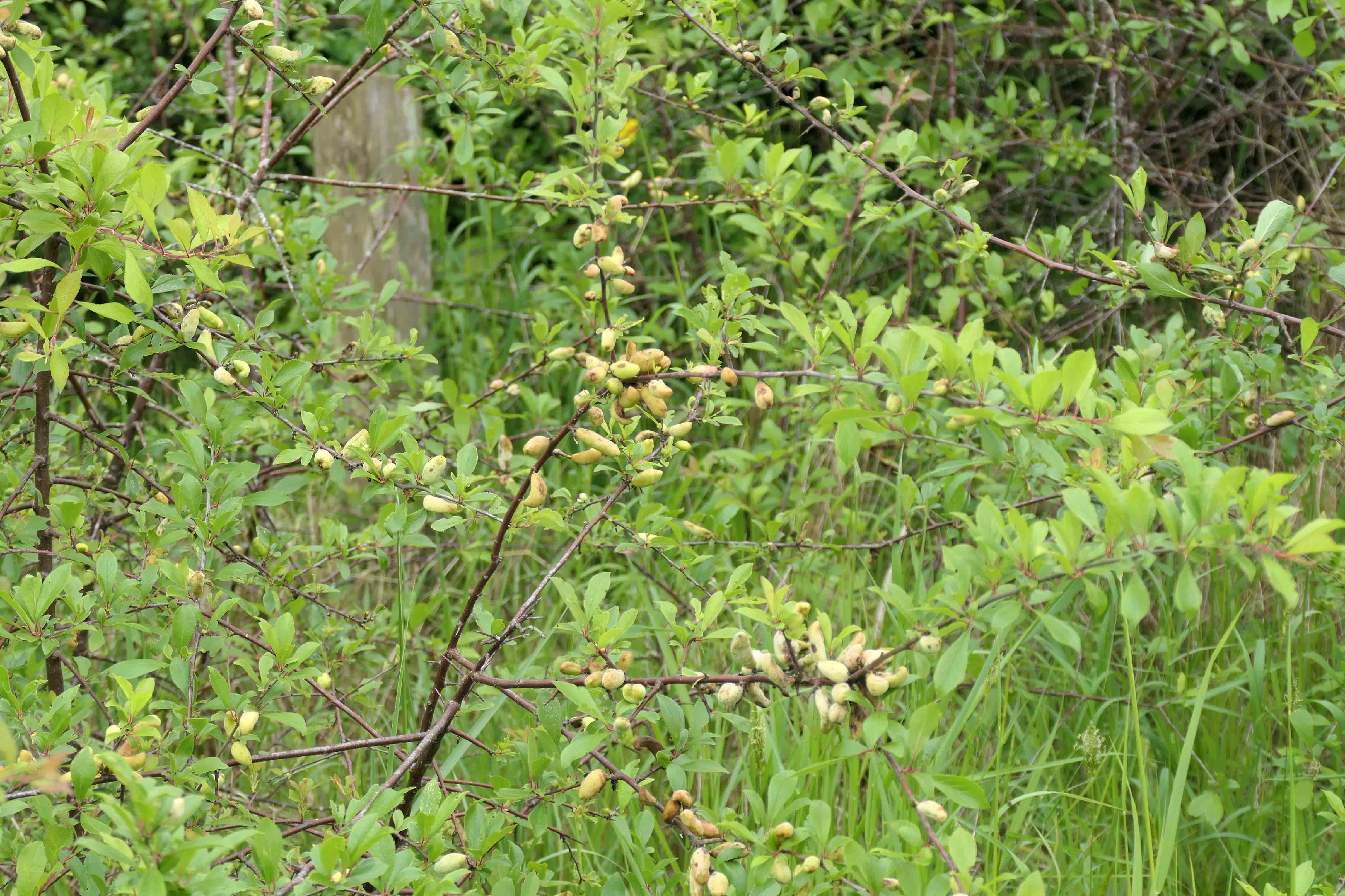 240528 taphrina pruni (1)