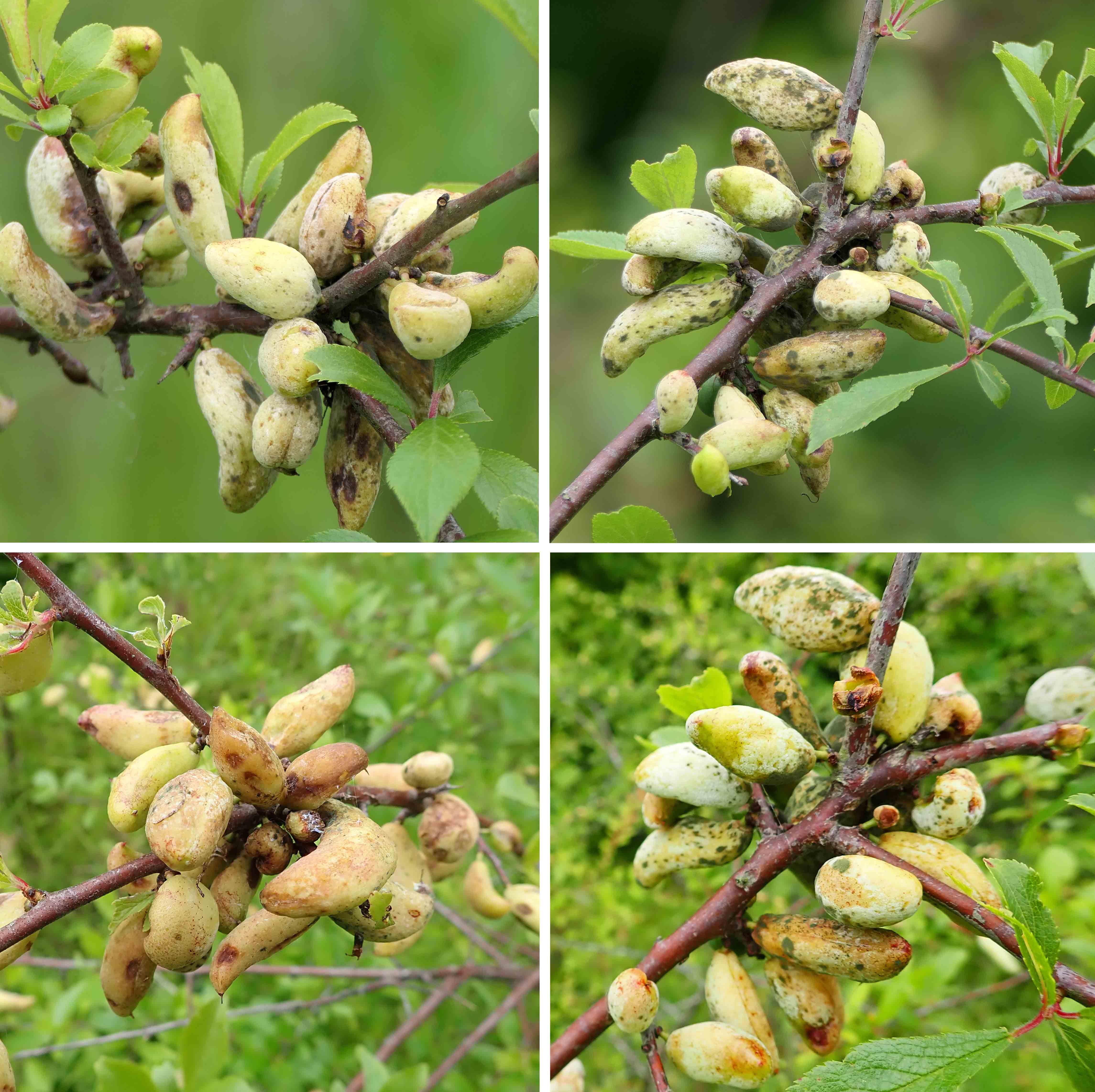 240528 taphrina pruni (2)