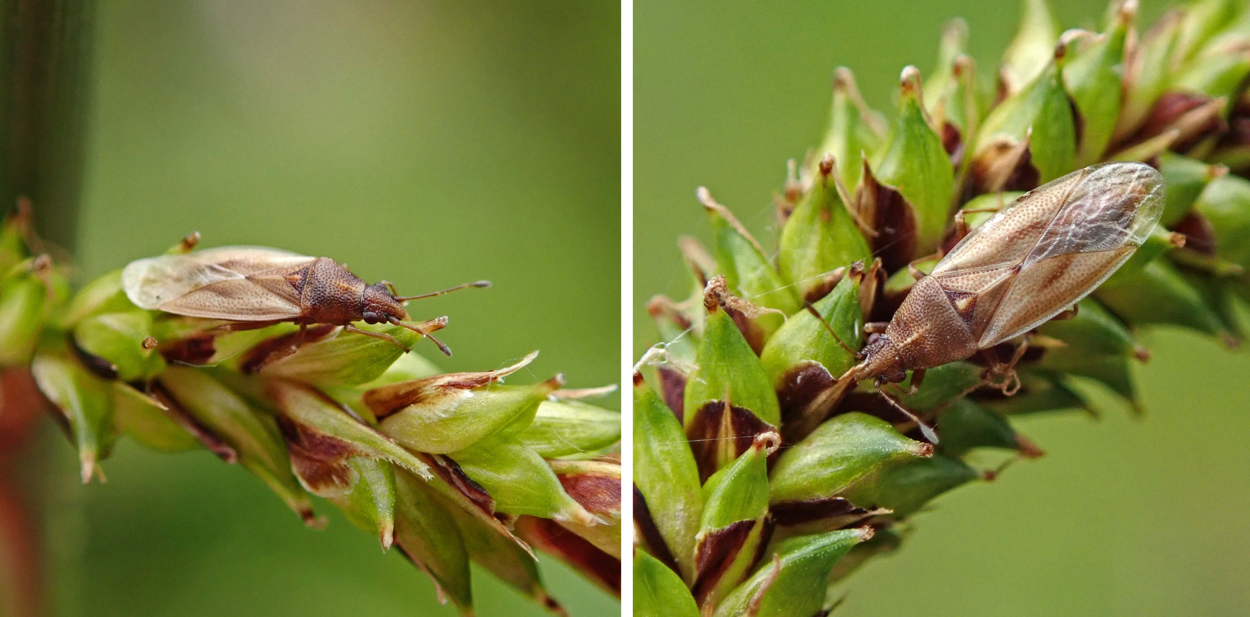 240529 cymus glandicolor (3)