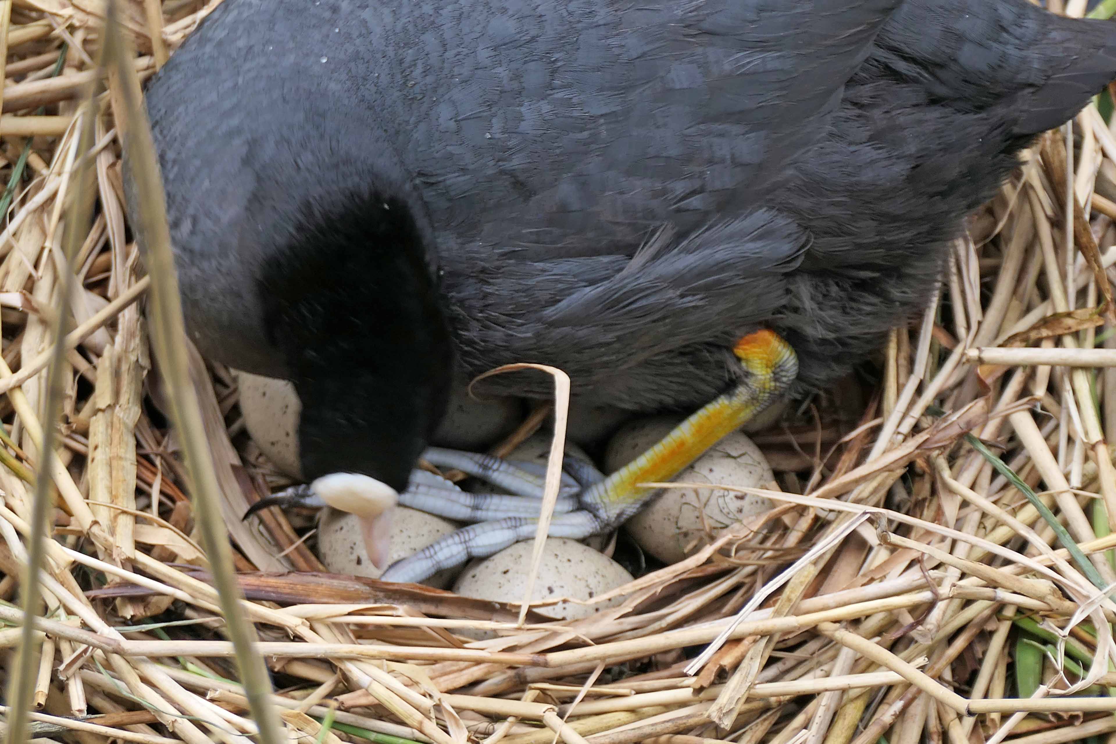 240531 coot 8 eggs (1)