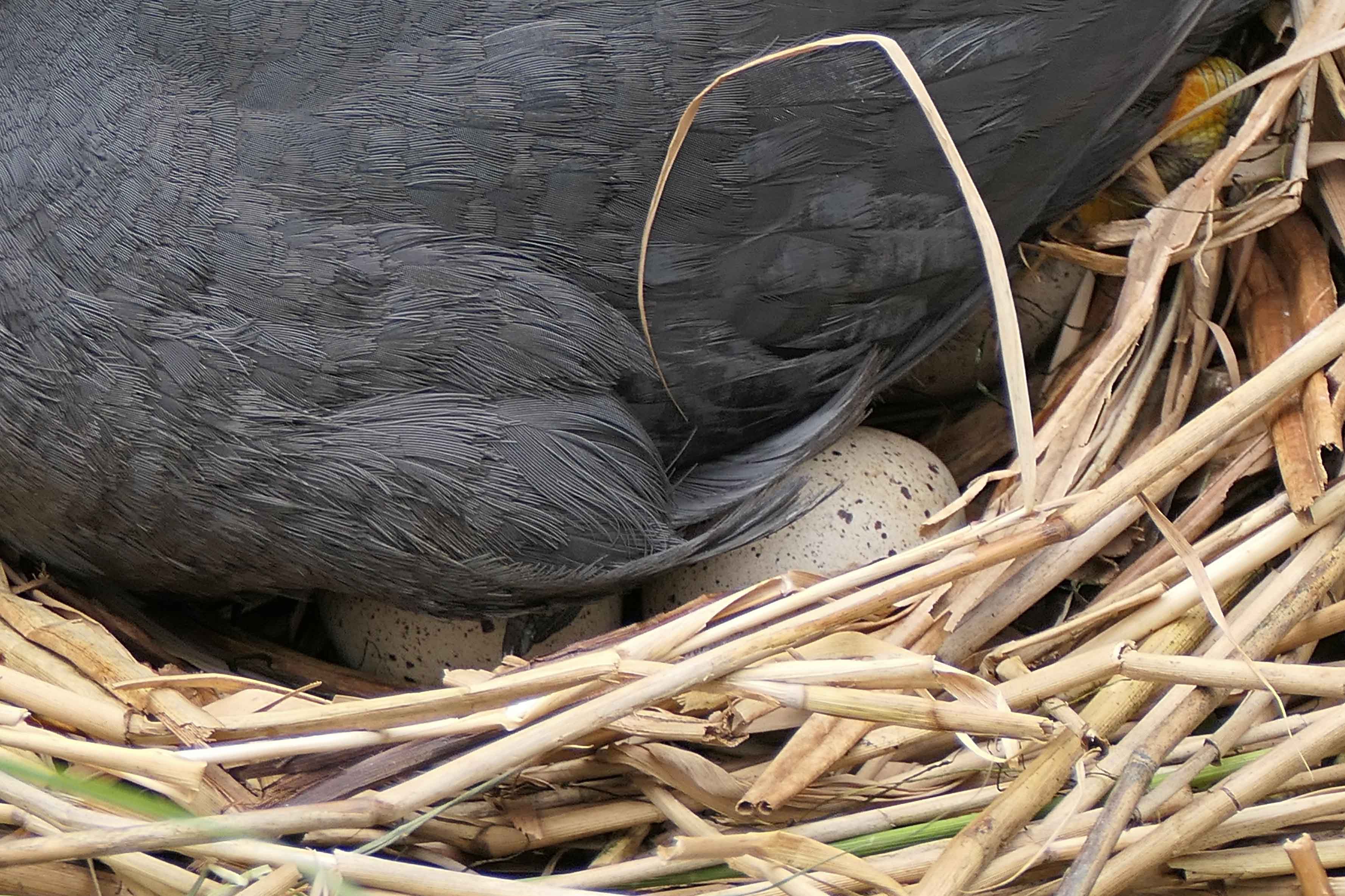 240531 coot 8 eggs (2)
