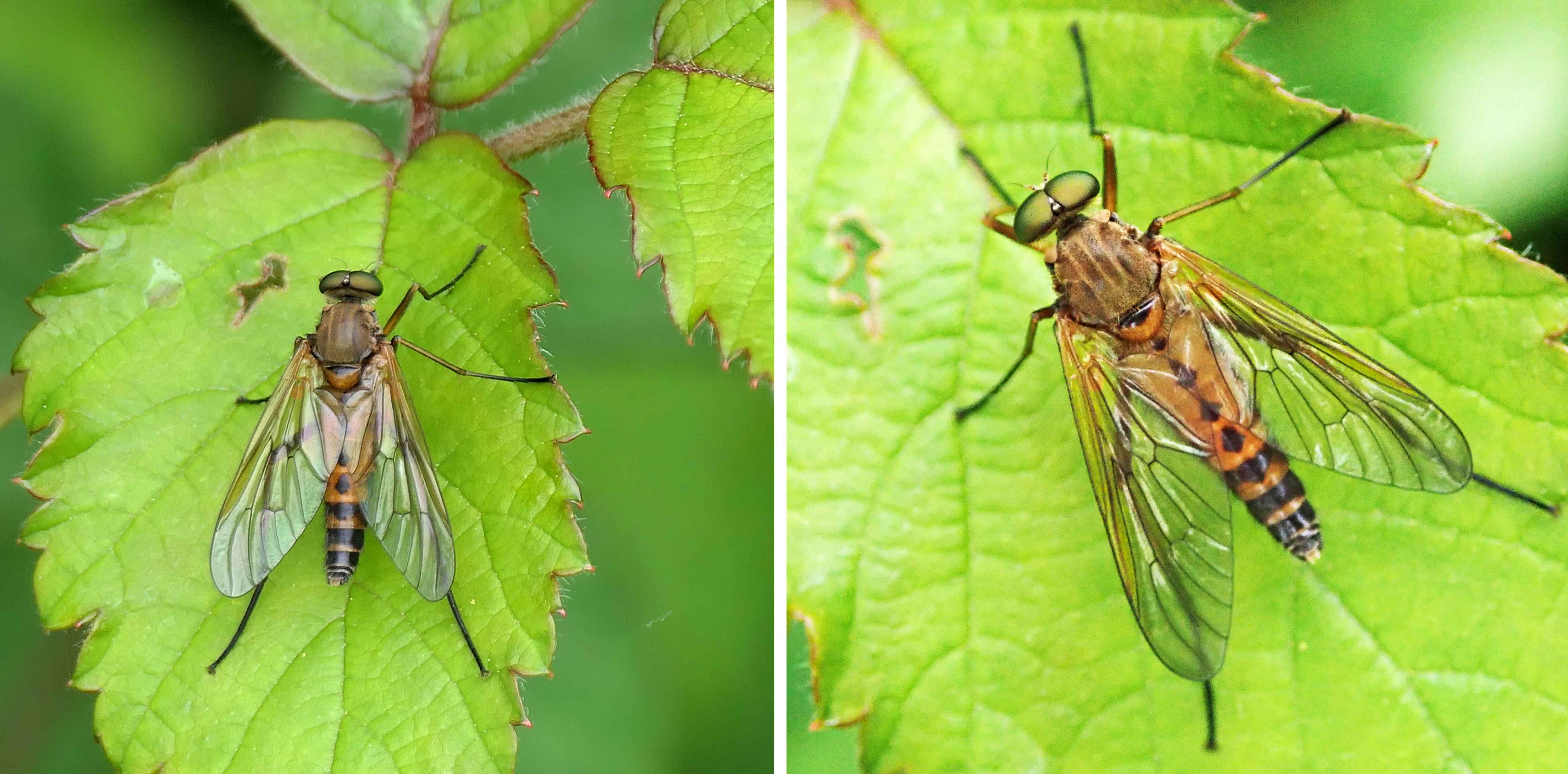 240601 Rhagio tringarius (2)