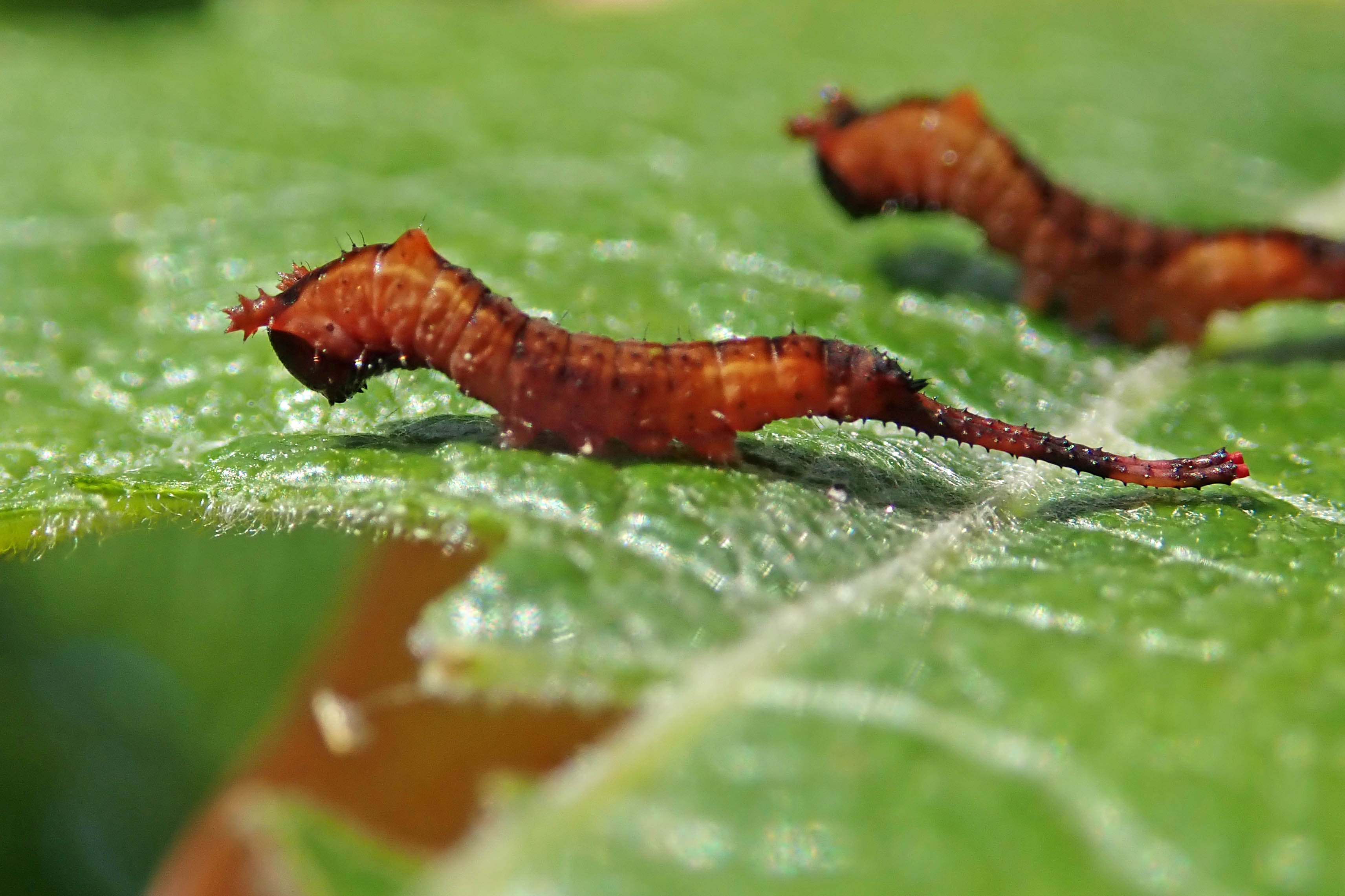 240604 puss moth eggs larvae (2)