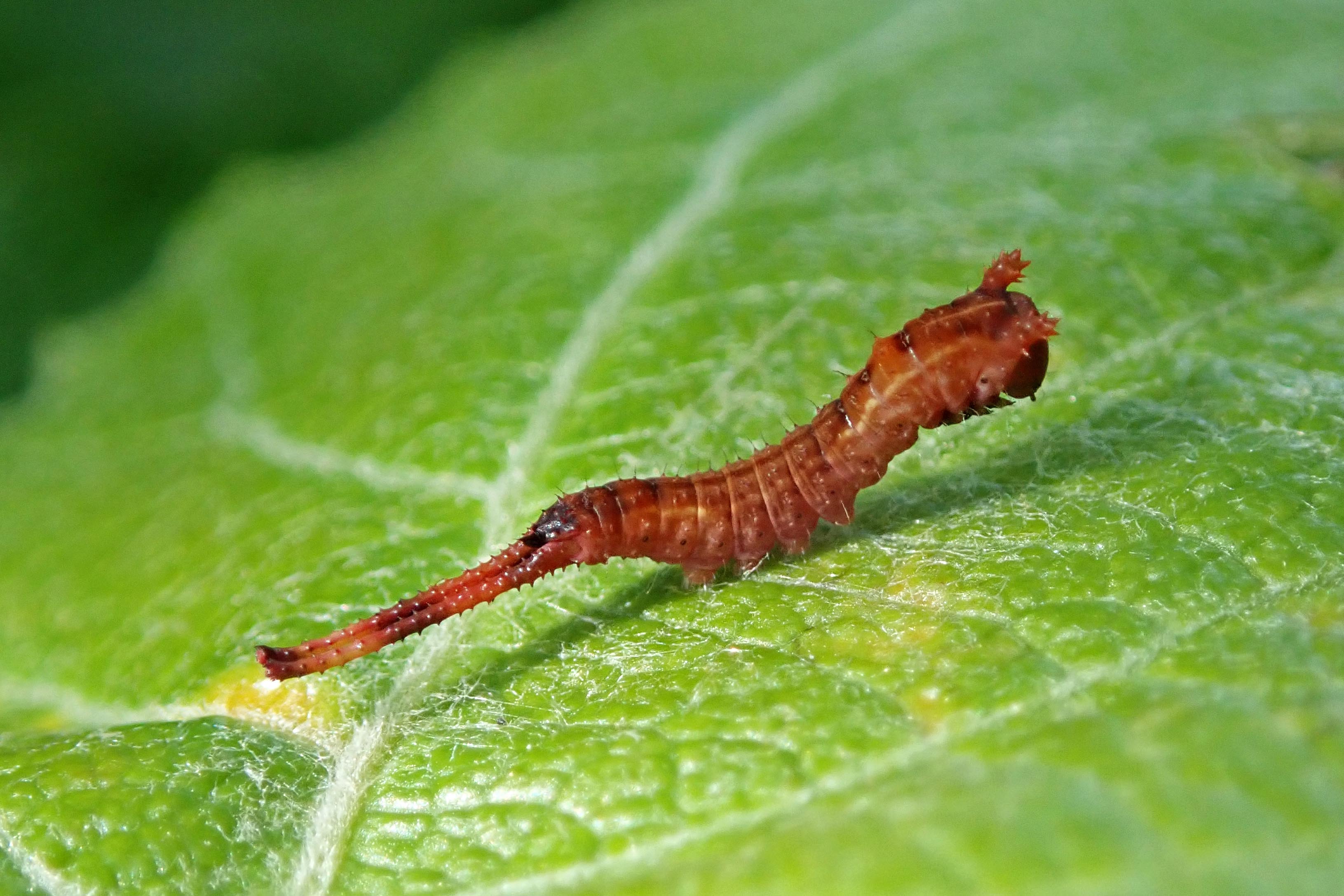240604 puss moth eggs larvae (3)