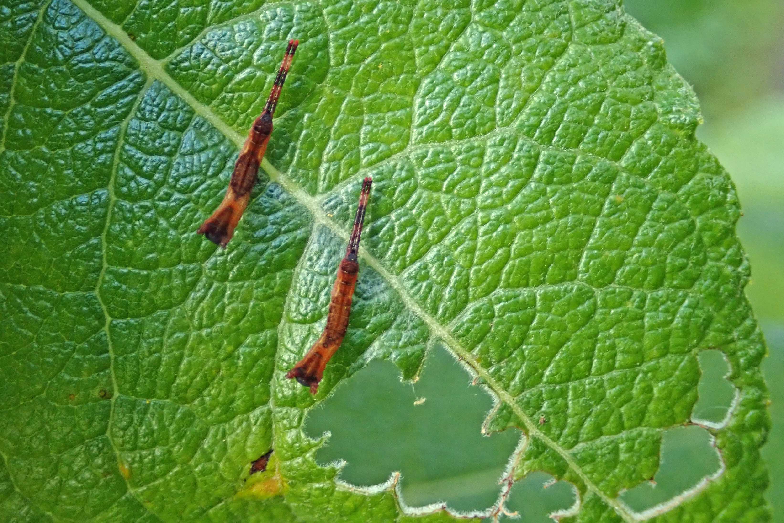 240604 puss moth eggs larvae (4)