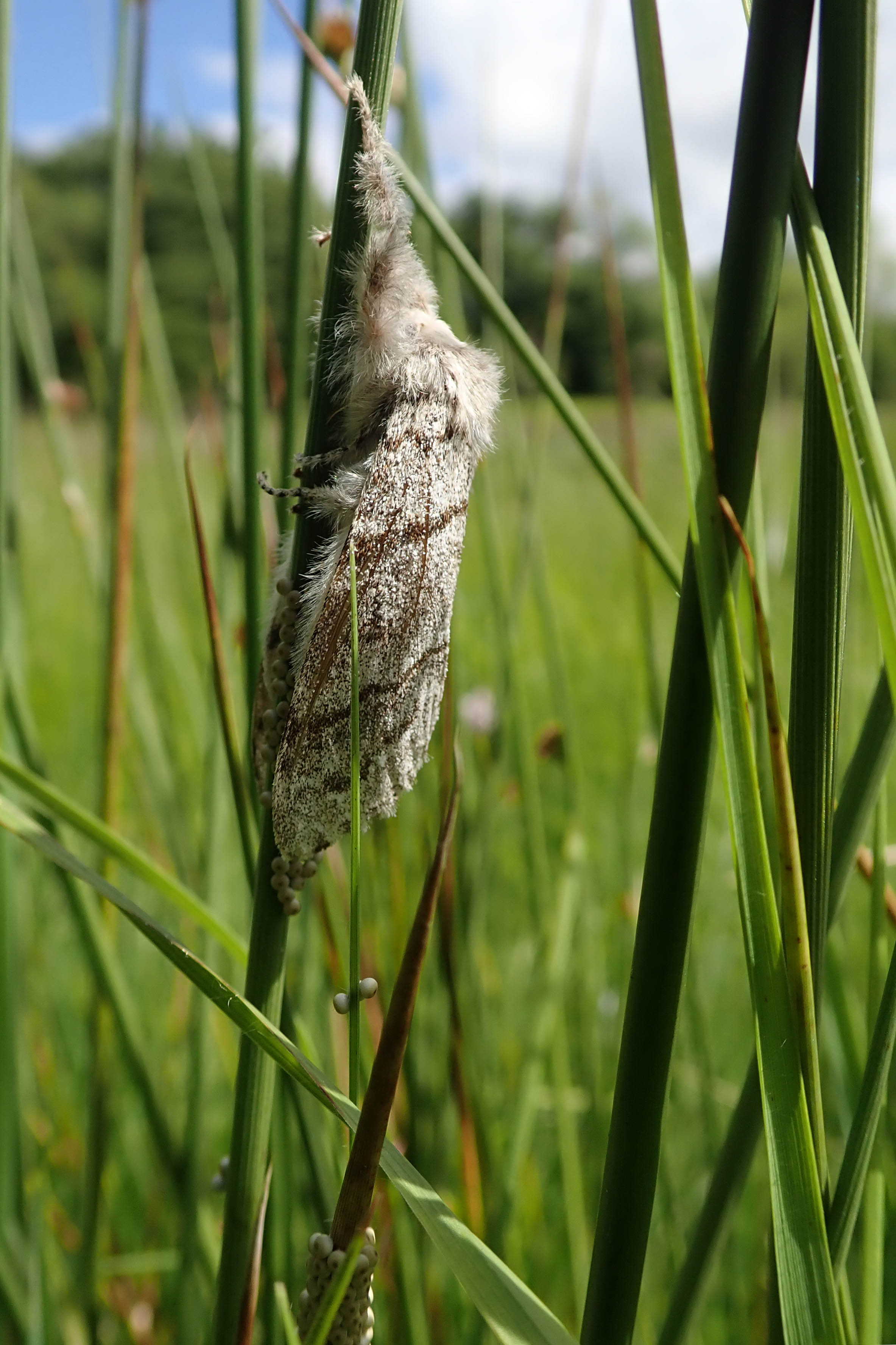 240607 pale tussock (1)