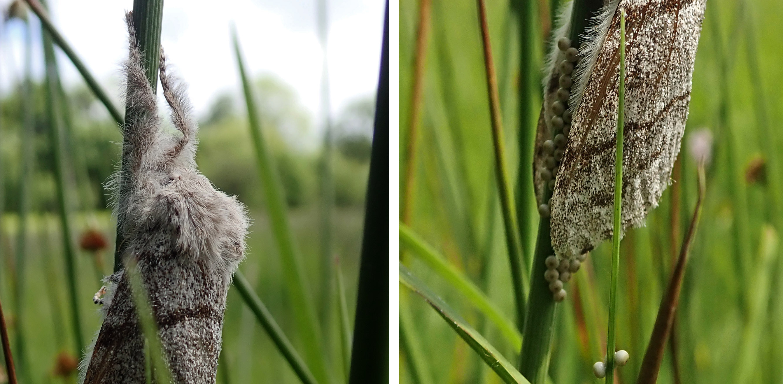 240607 pale tussock (2)