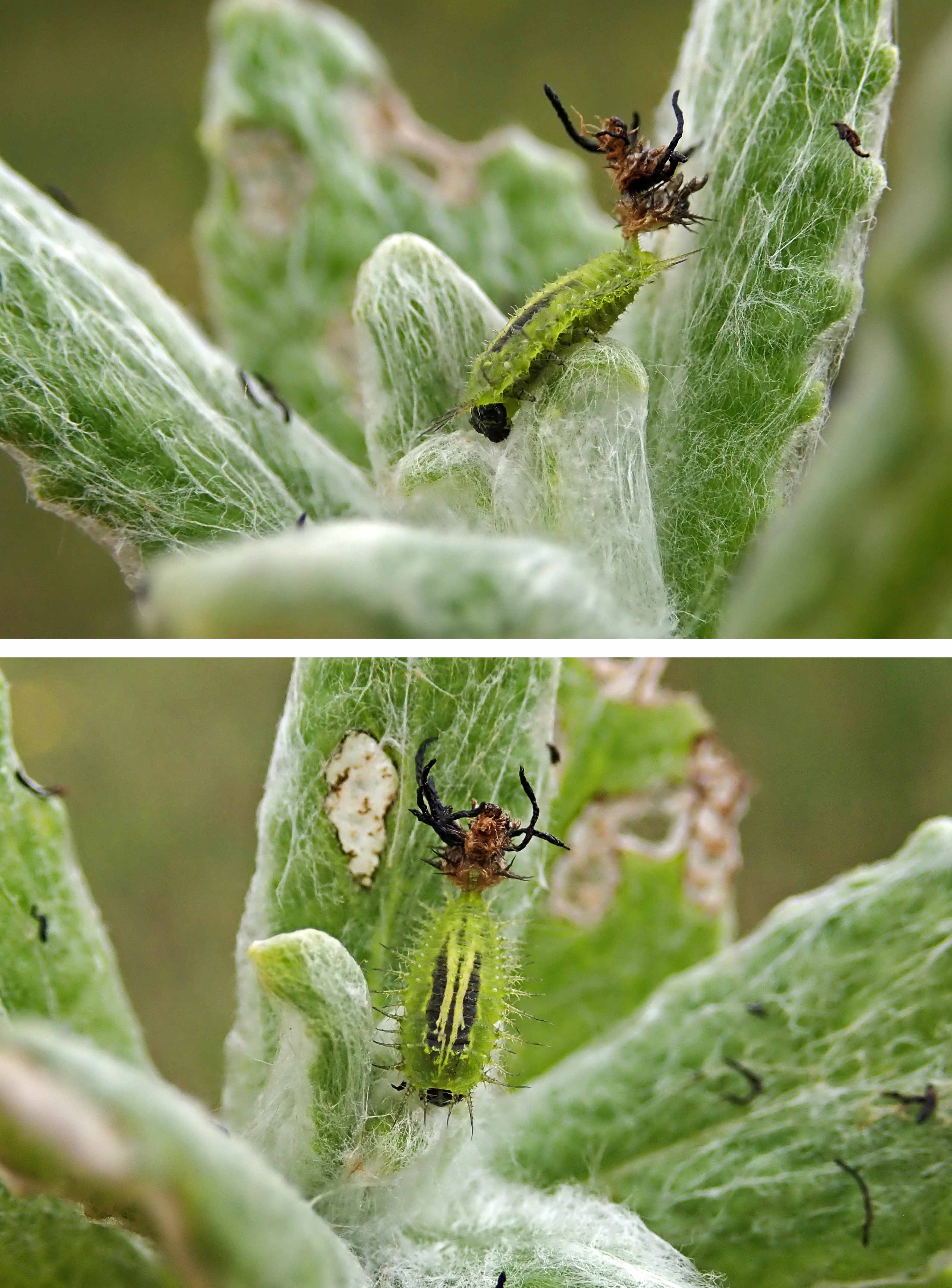 240608 fleabane tortoise beetle larva (2)
