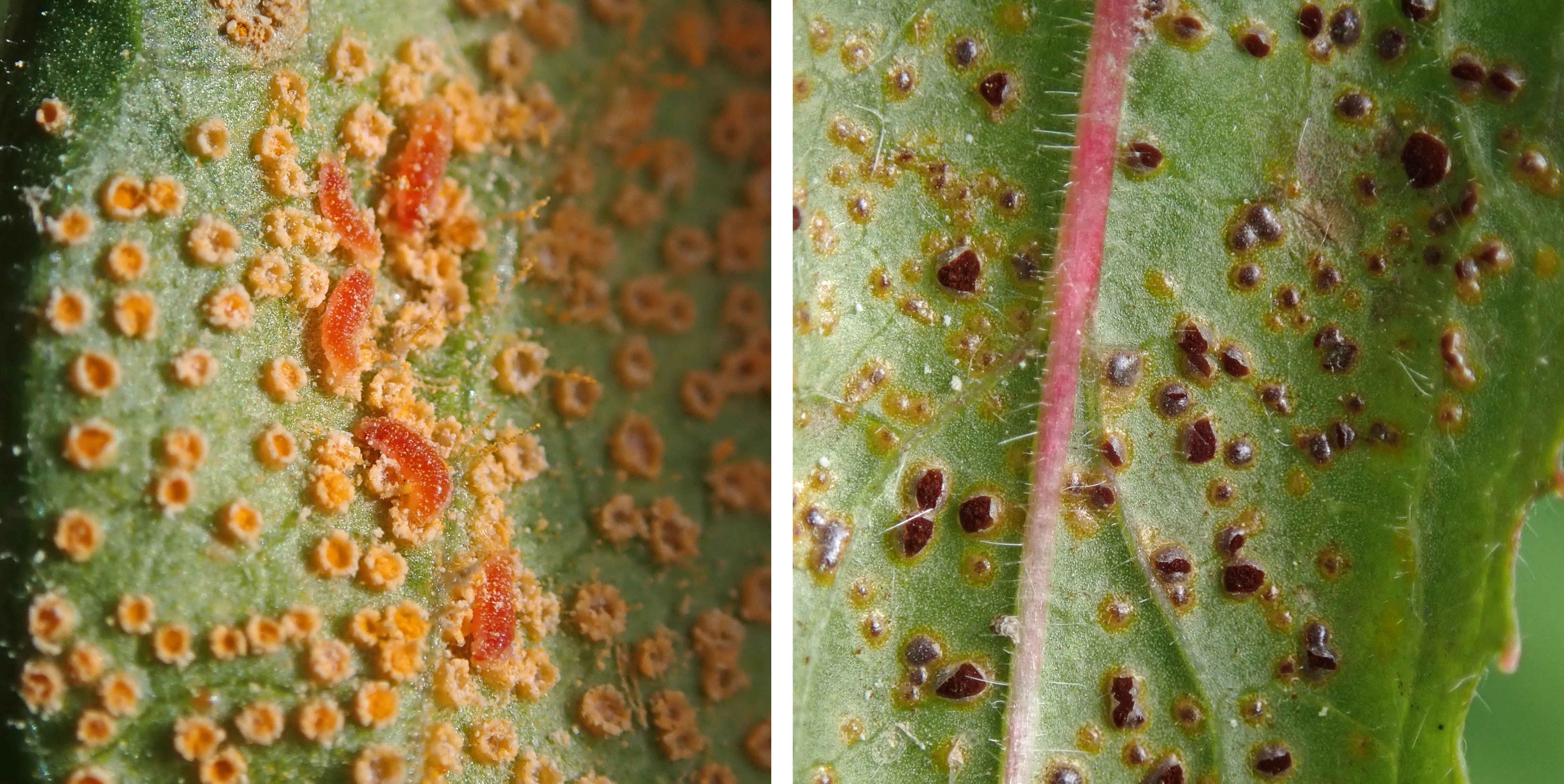 240621 Puccinia pulverulenta (2)